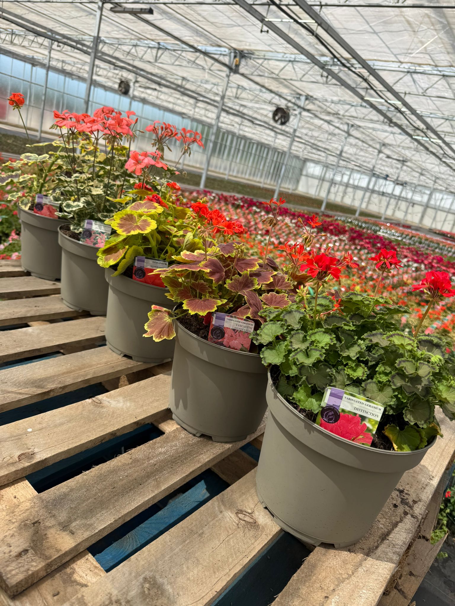 Picture of Geranium Variegated Colours