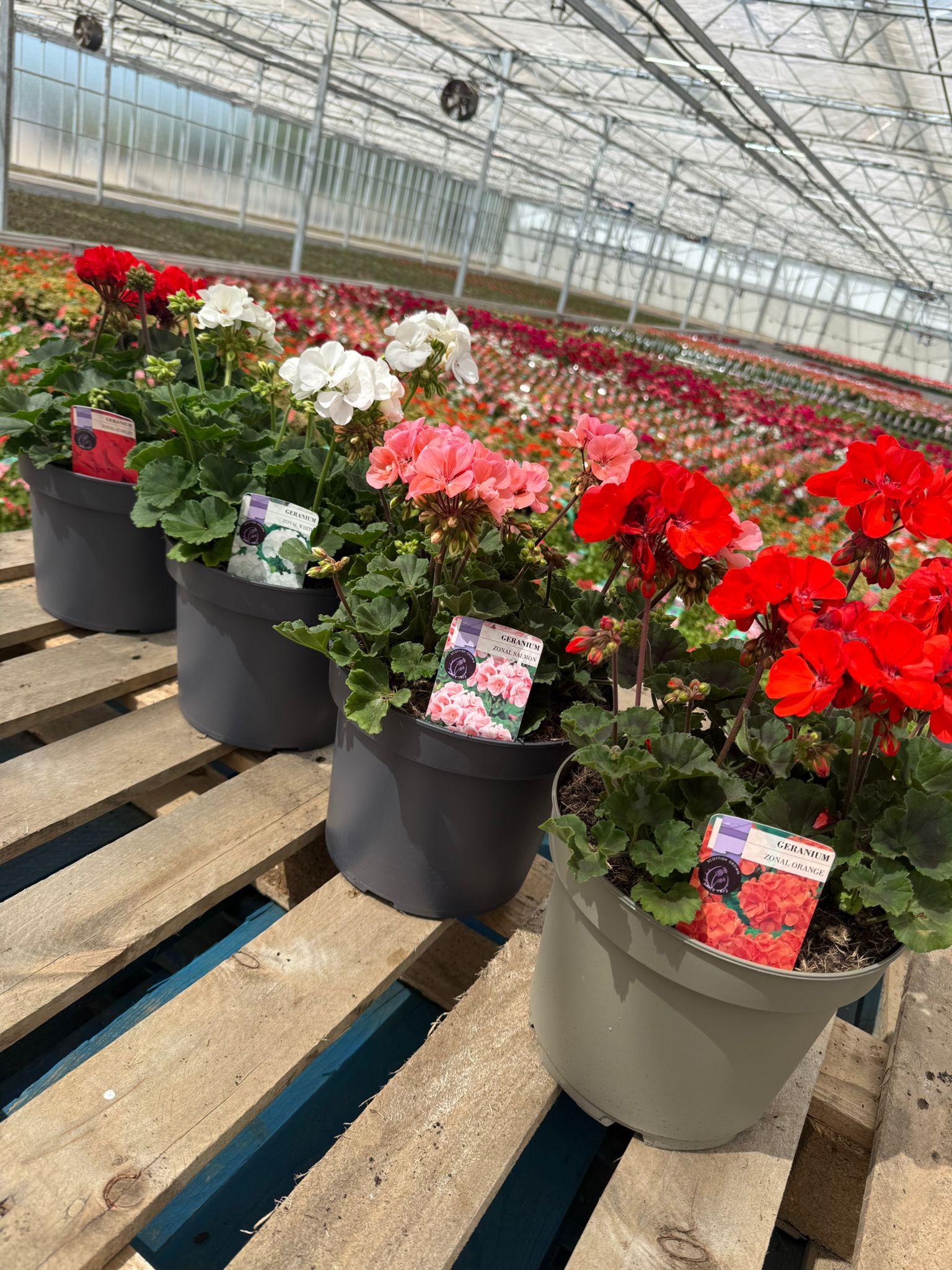 Picture of Geranium Zonal Colours
