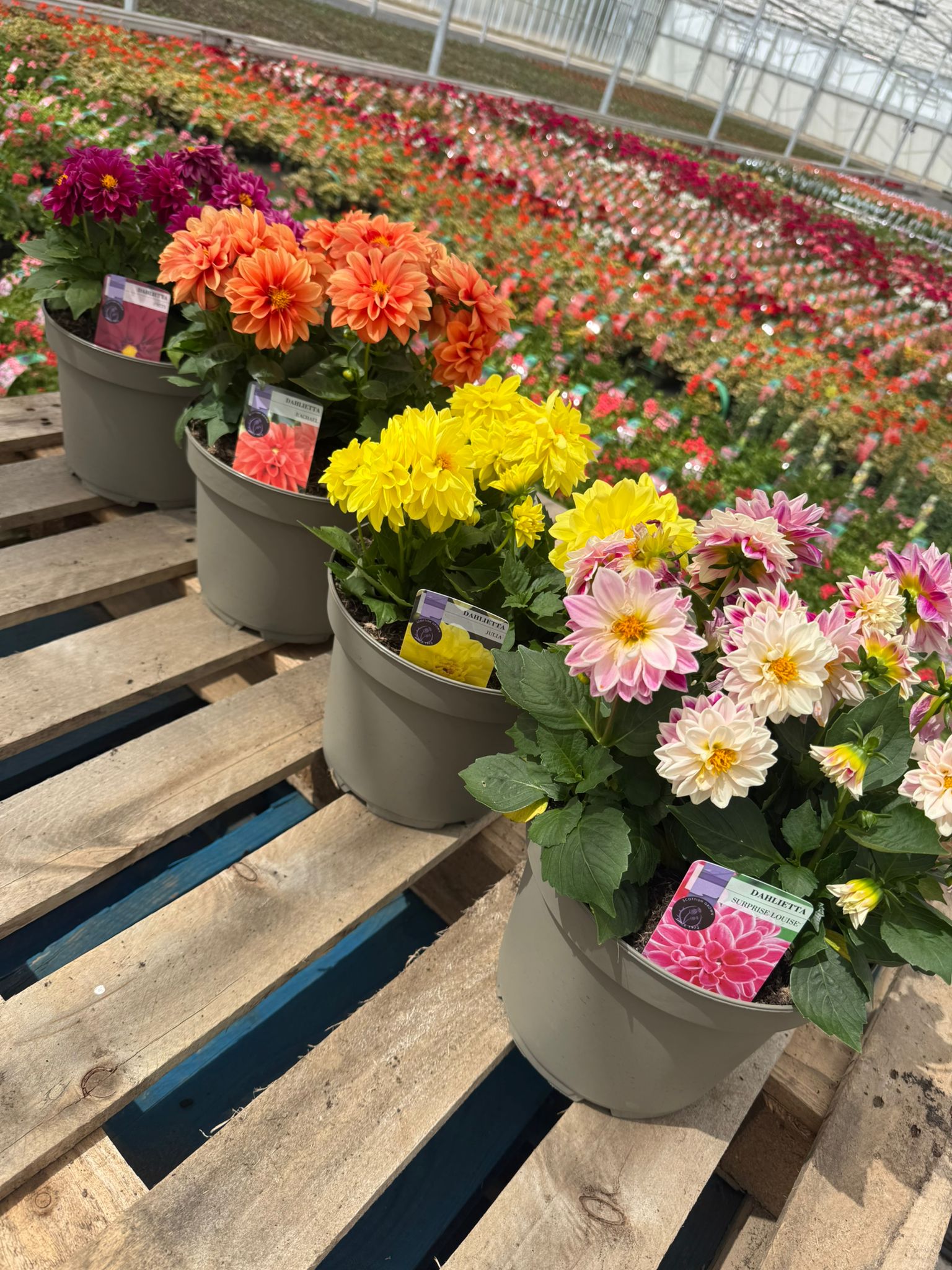 Picture of Dahlietta Colours