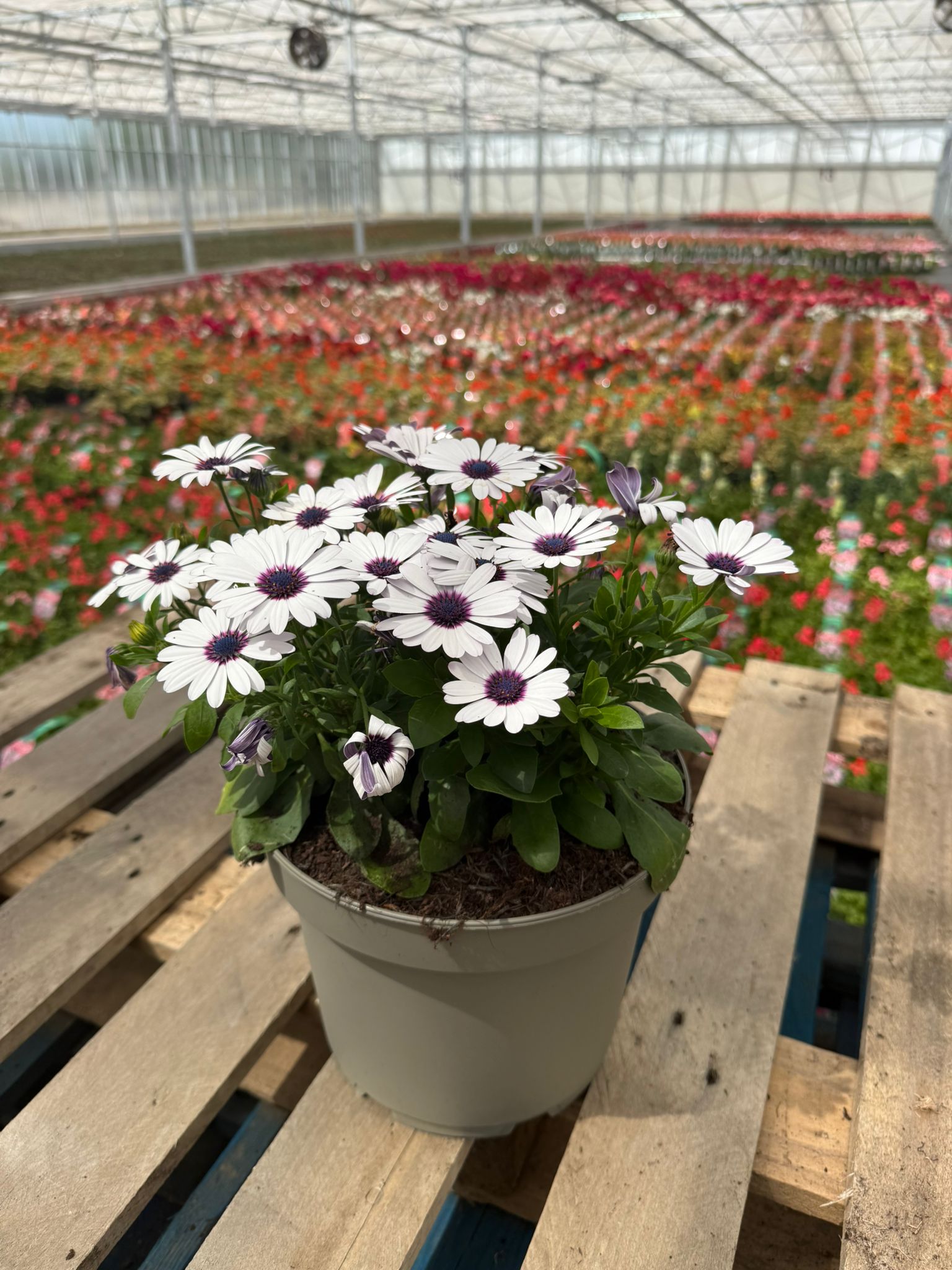 Picture of Osteospermum White 
