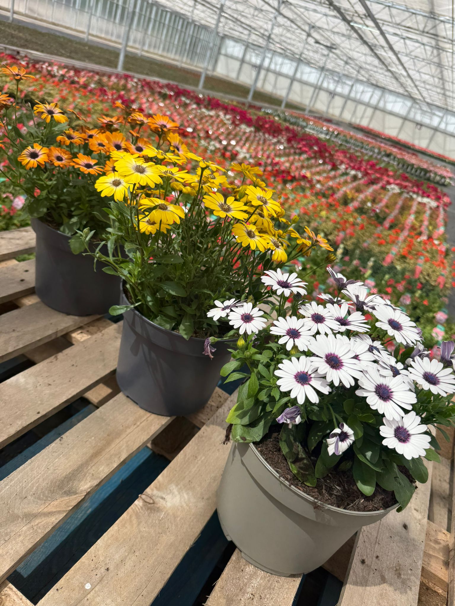 Picture of Osteospermum Colours