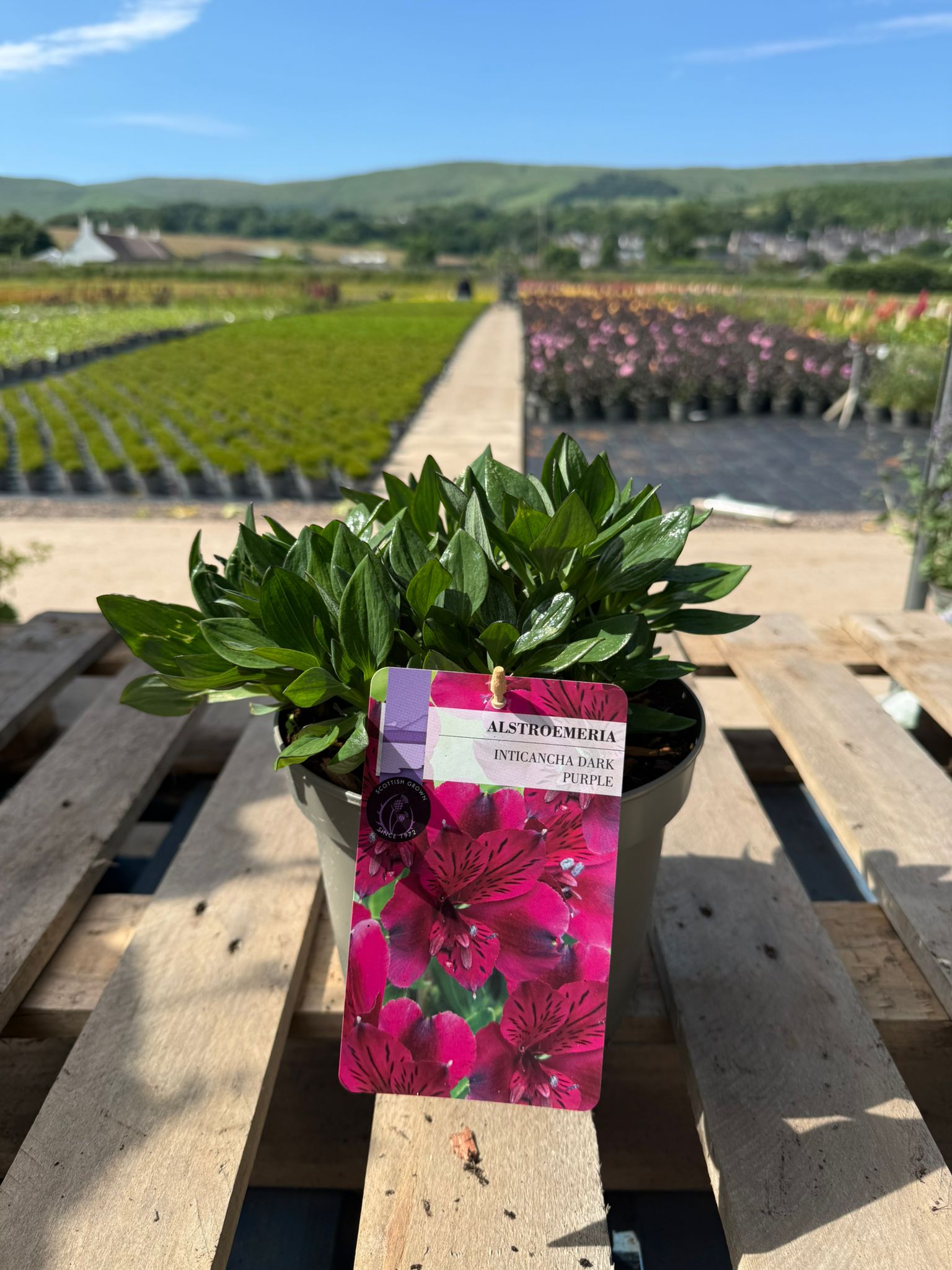 Picture of Alstroemeria Dark Purple