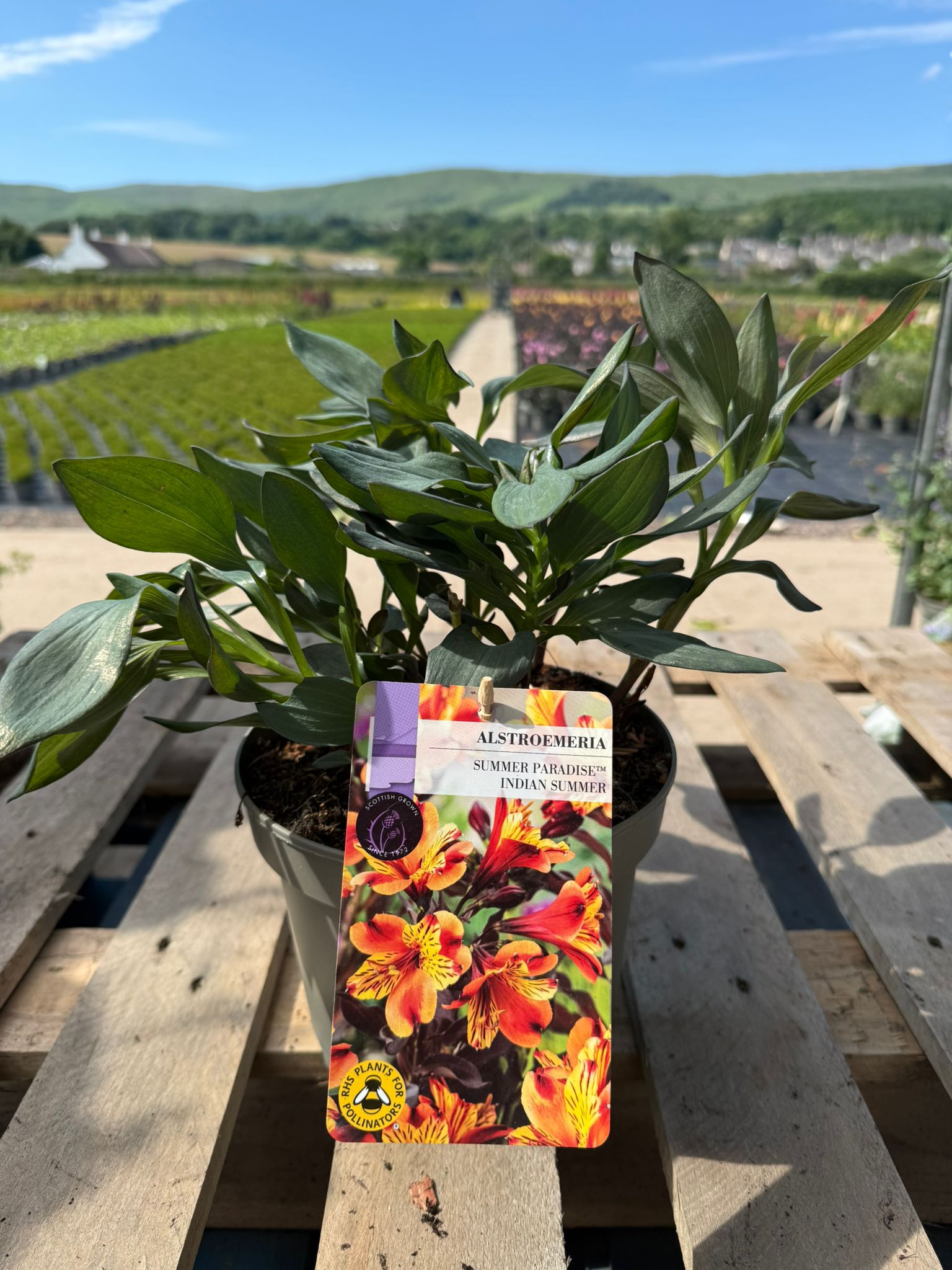Picture of Alstroemeria Indian Summer