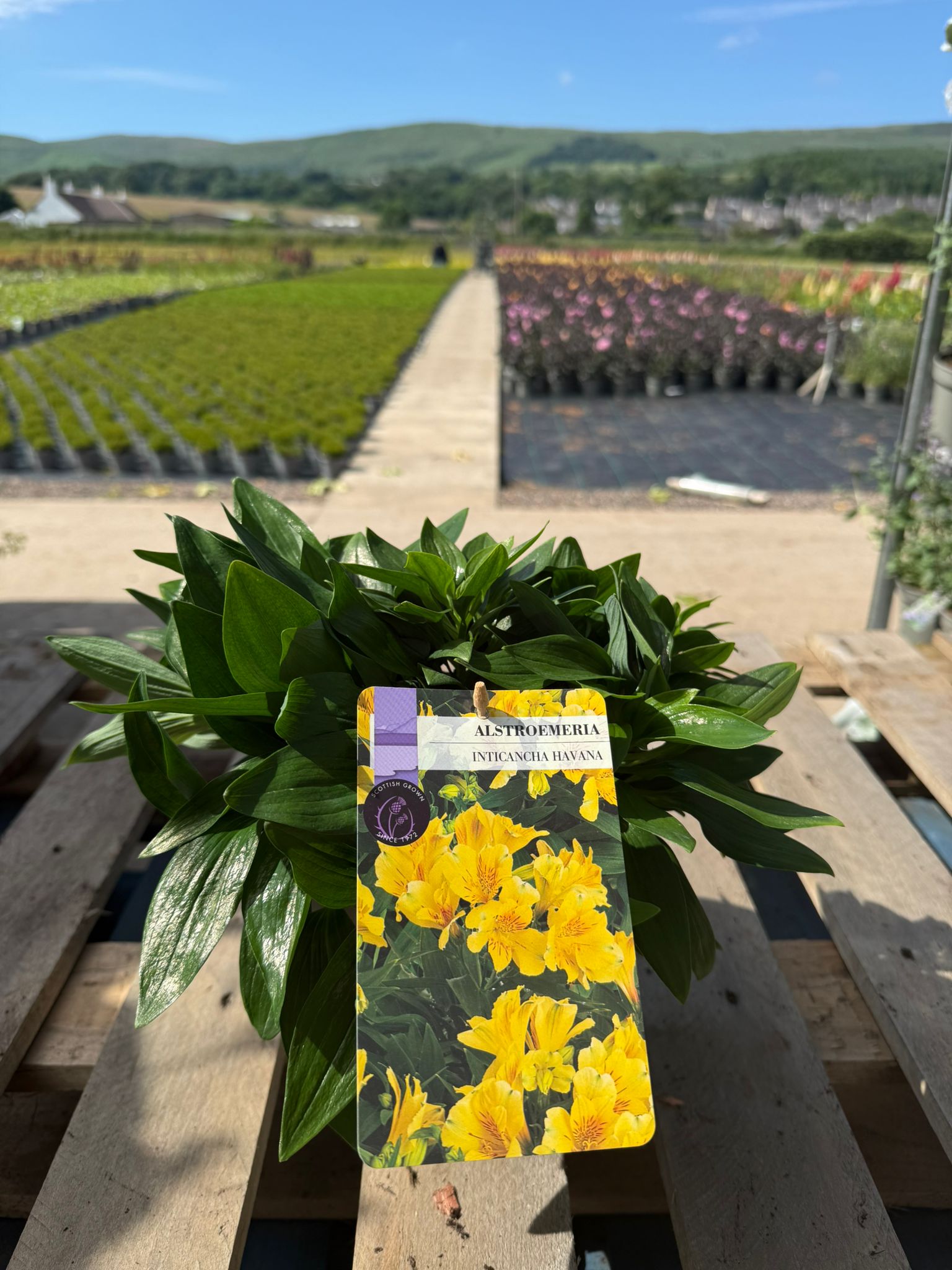 Picture of Alstroemeria Havana