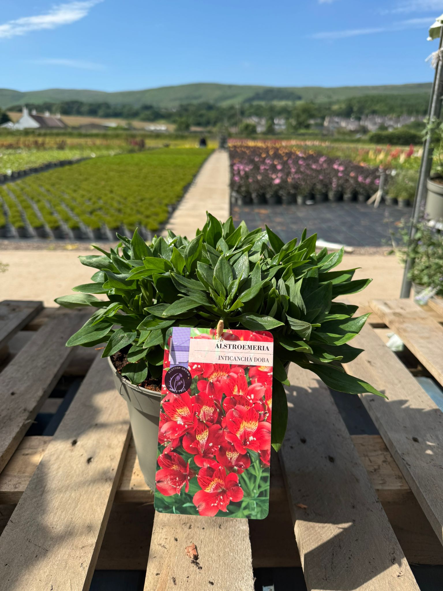 Picture of Alstroemeria Doba