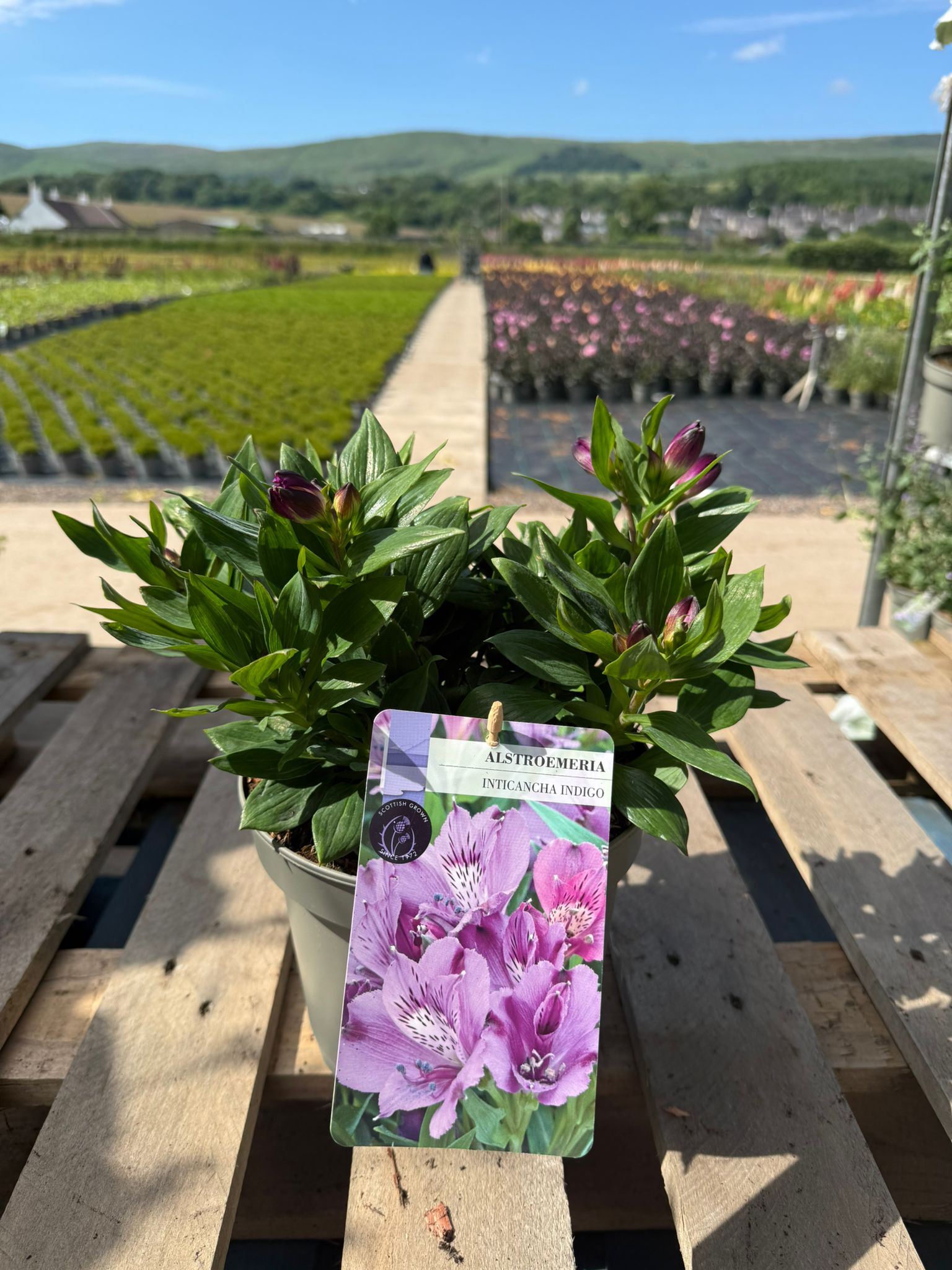 Picture of Alstroemeria Indigo