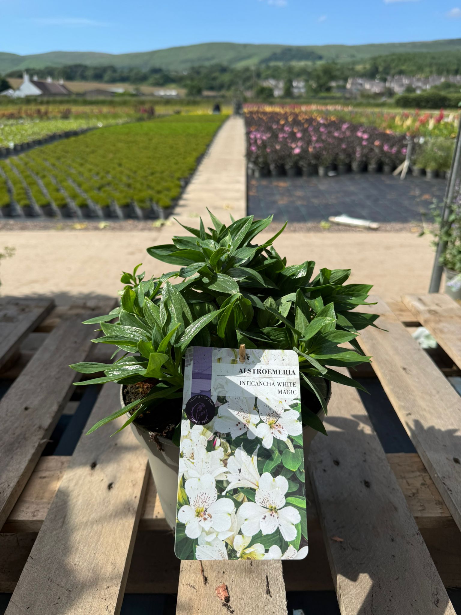 Picture of Alstroemeria Magic White
