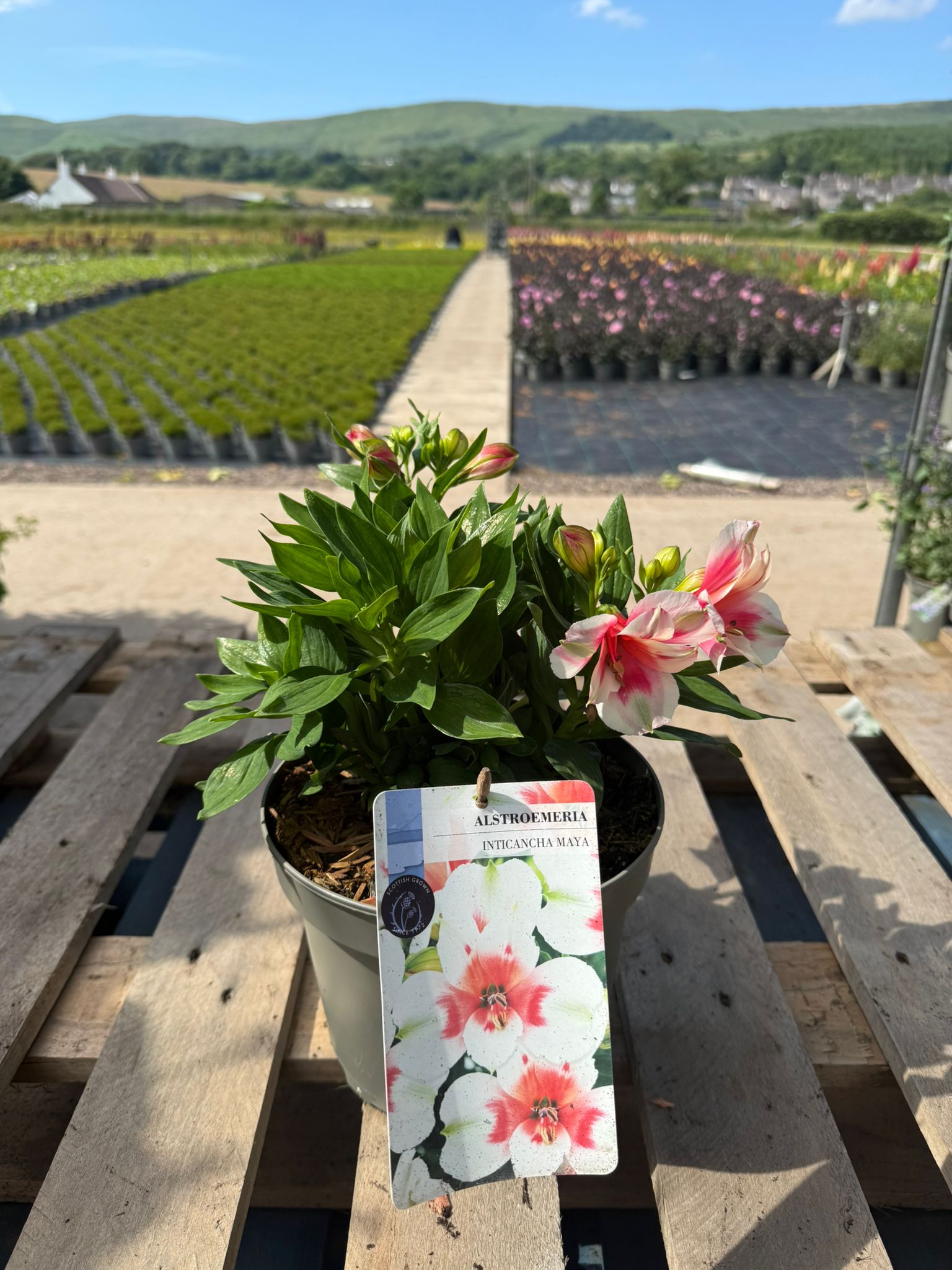 Picture of Alstroemeria Maya