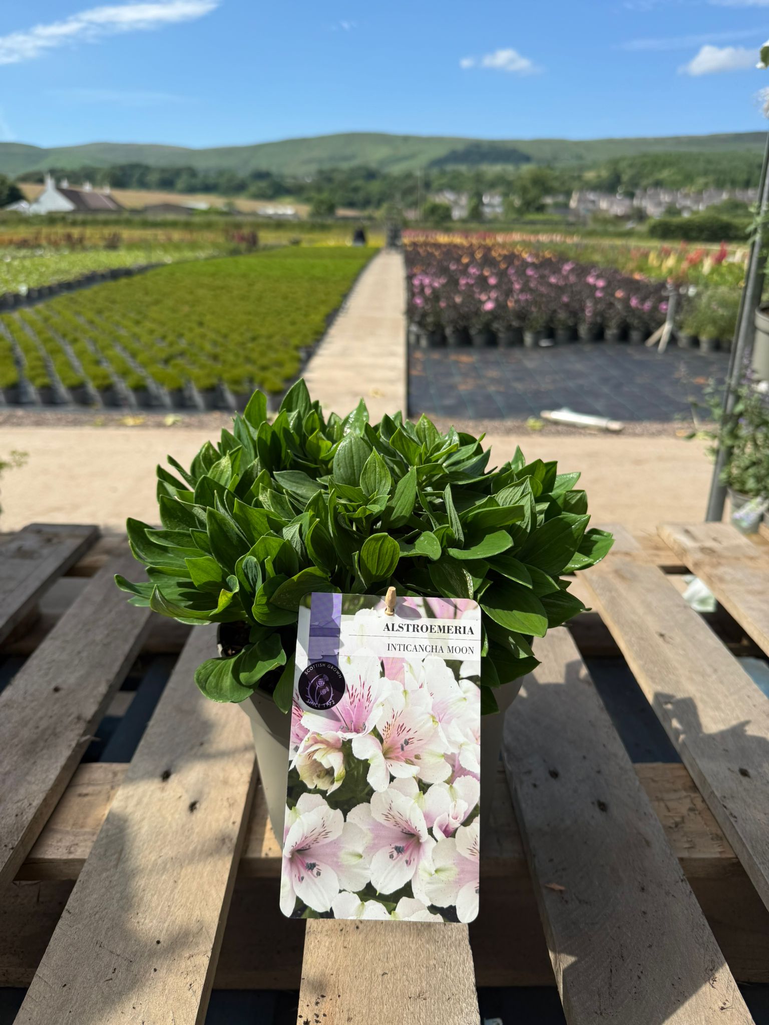 Picture of Alstroemeria Moon