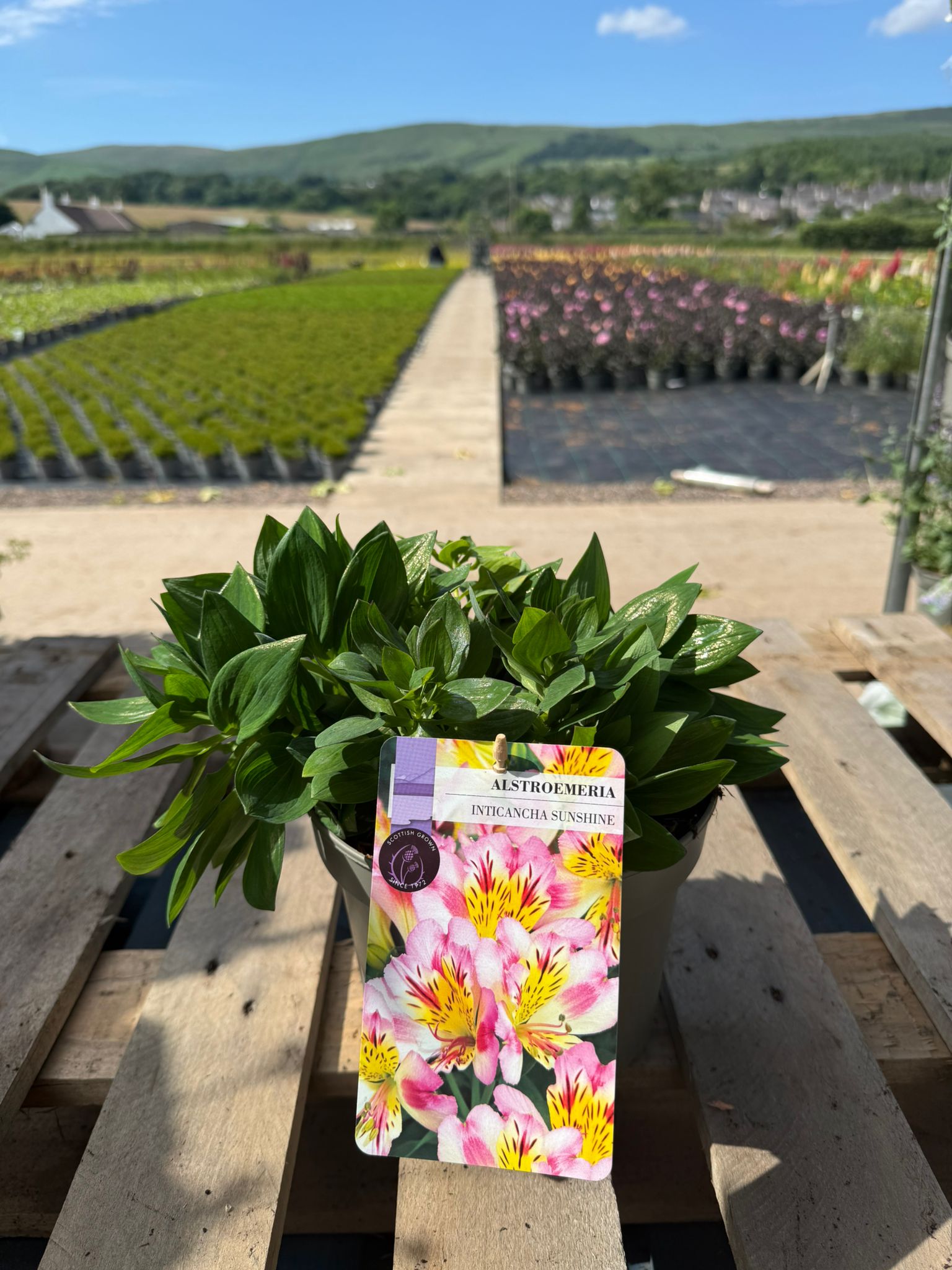 Picture of Alstroemeria Sunshine