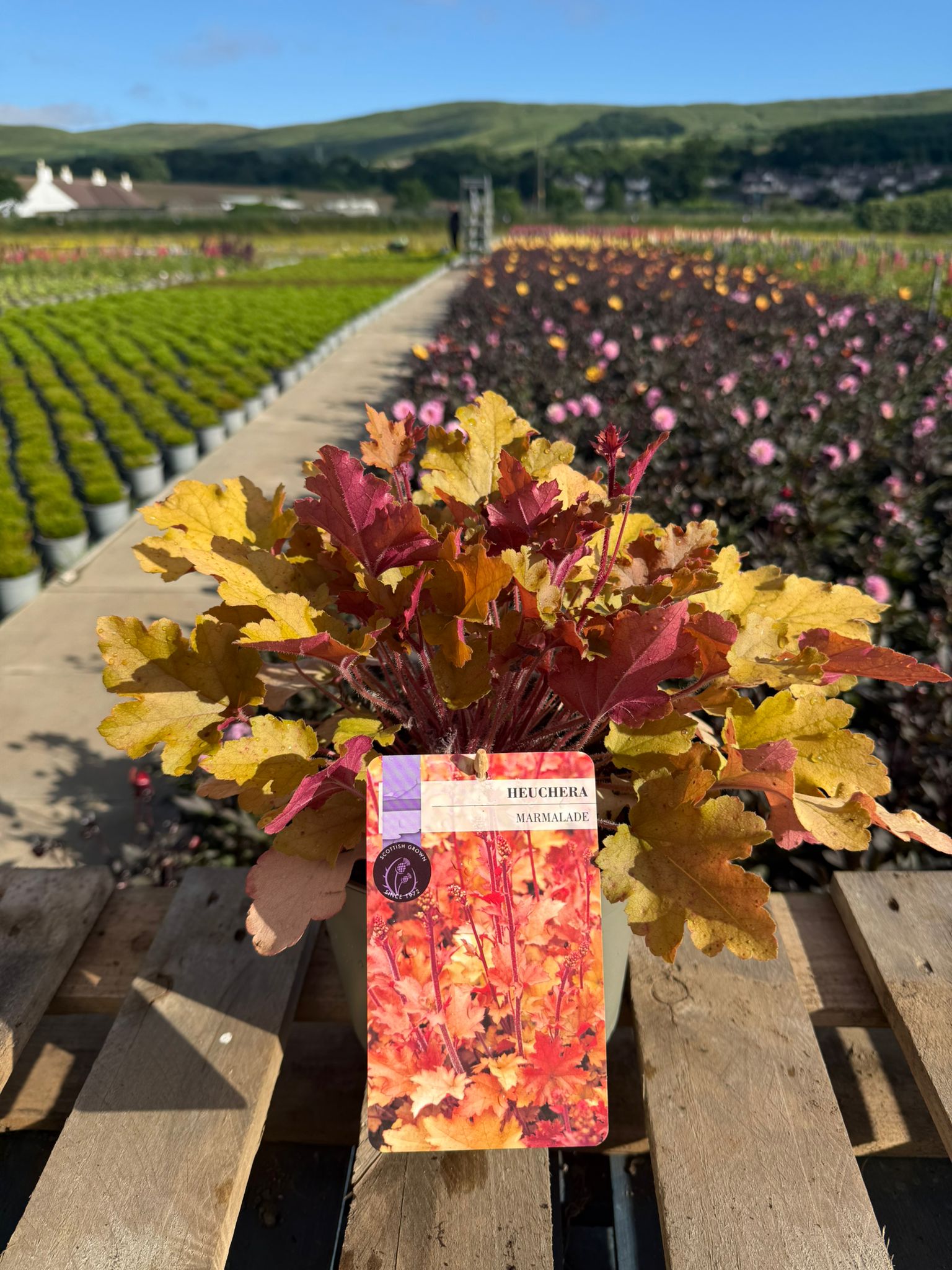 Picture of Heuchera Marmalade