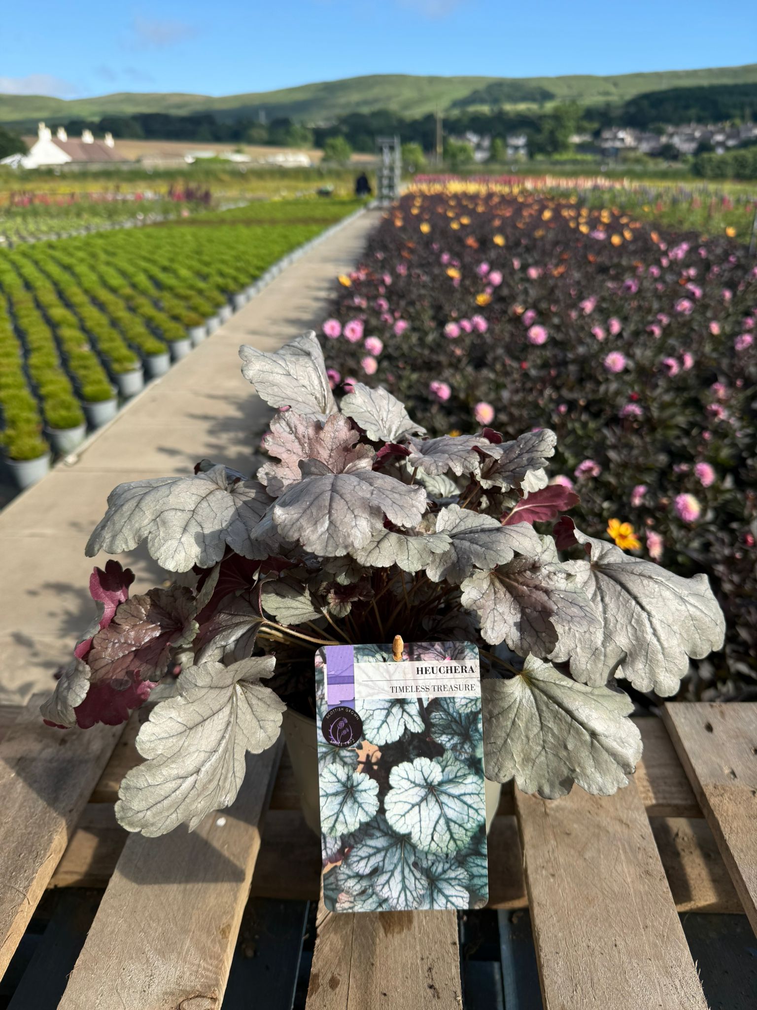 Picture of Heuchera Timeless Treasure