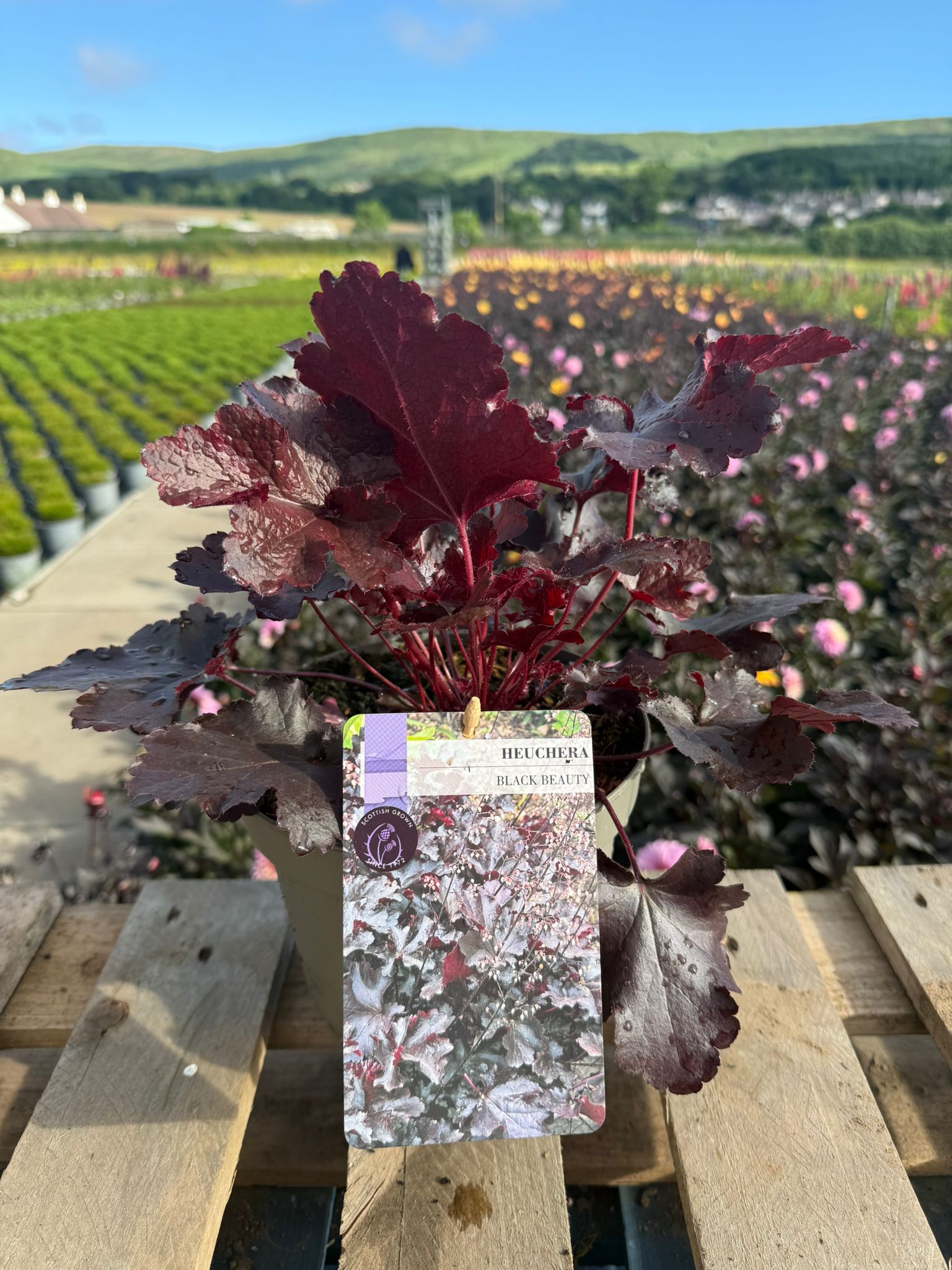 Picture of Heuchera Black Beauty