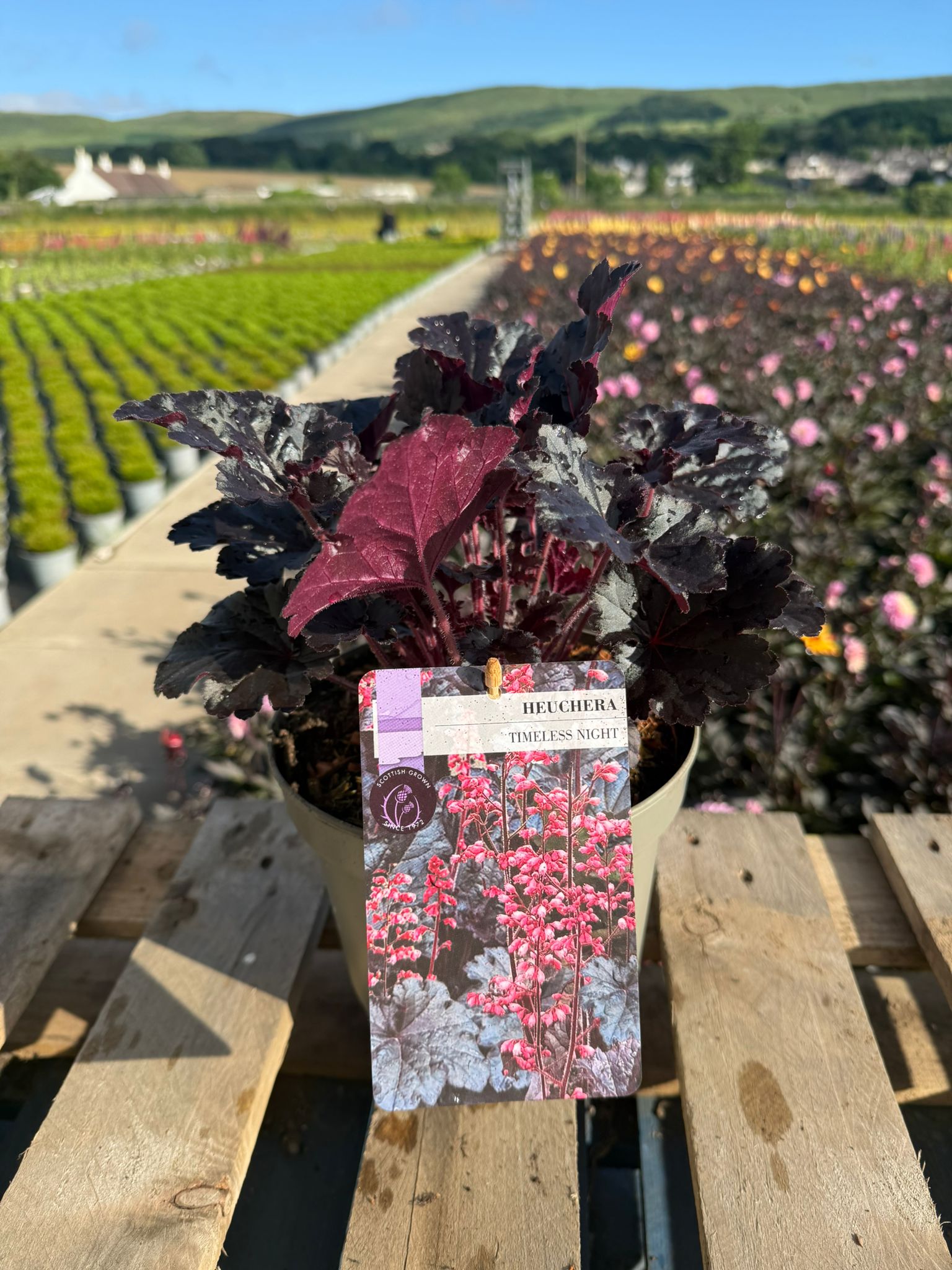 Picture of Heuchera Timeless Night