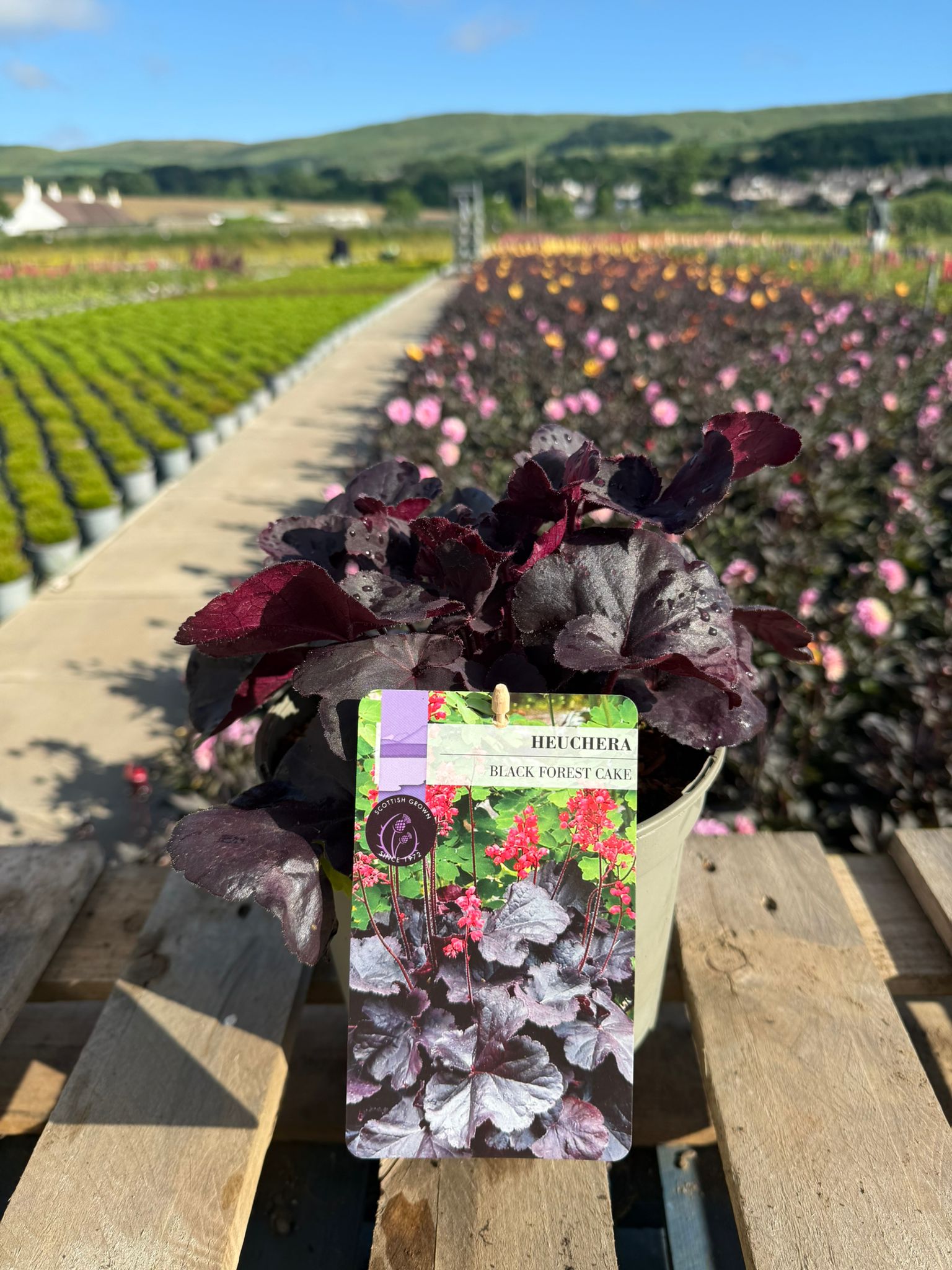 Picture of Heucherella Black Forest Cake