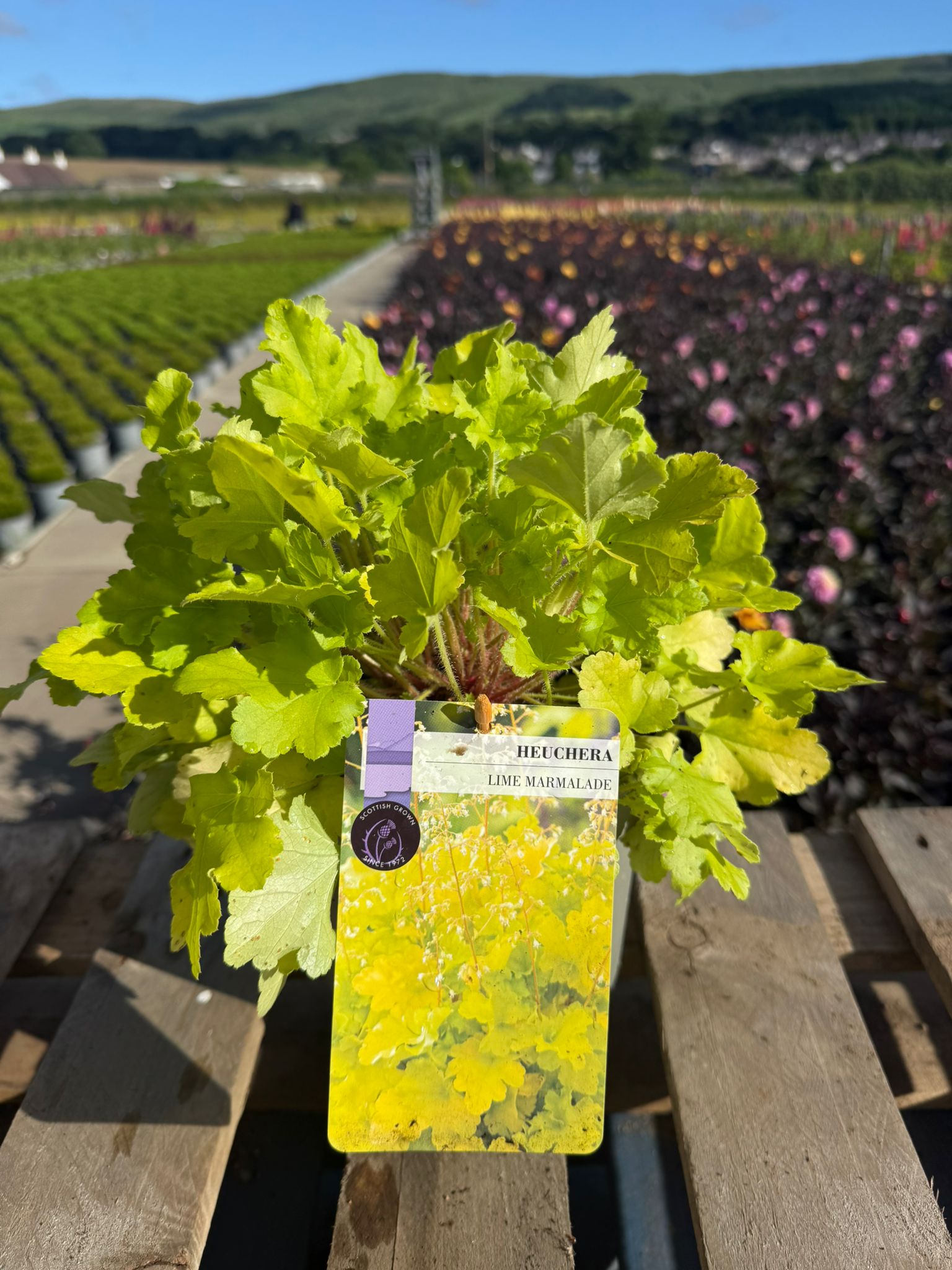 Picture of Heuchera Lime Marmalade
