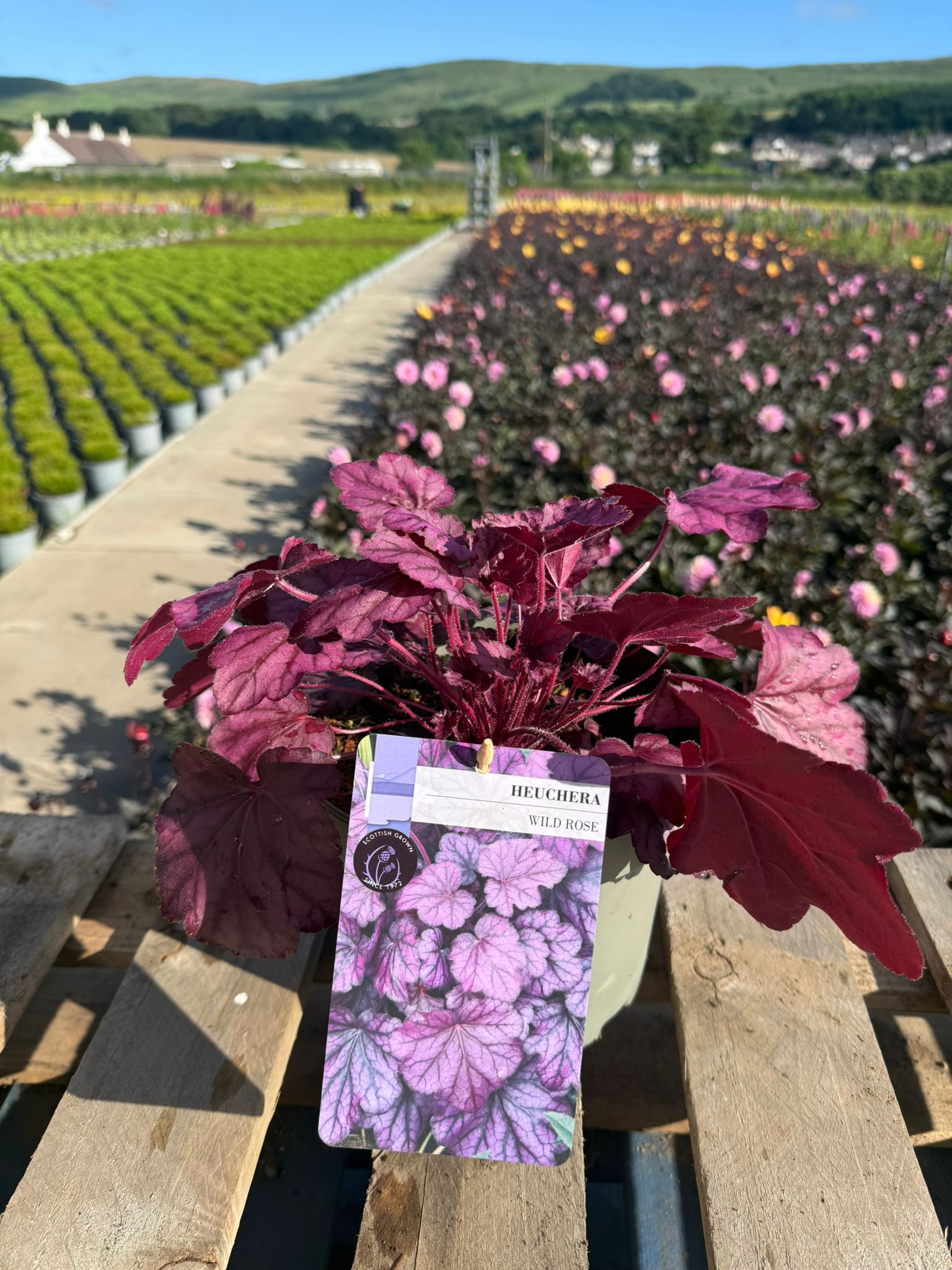 Picture of Heuchera Wild Rose