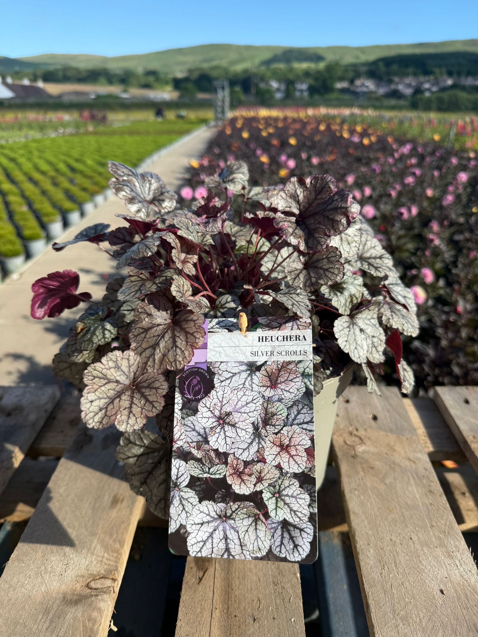 Picture of Heuchera Silver Scrolls