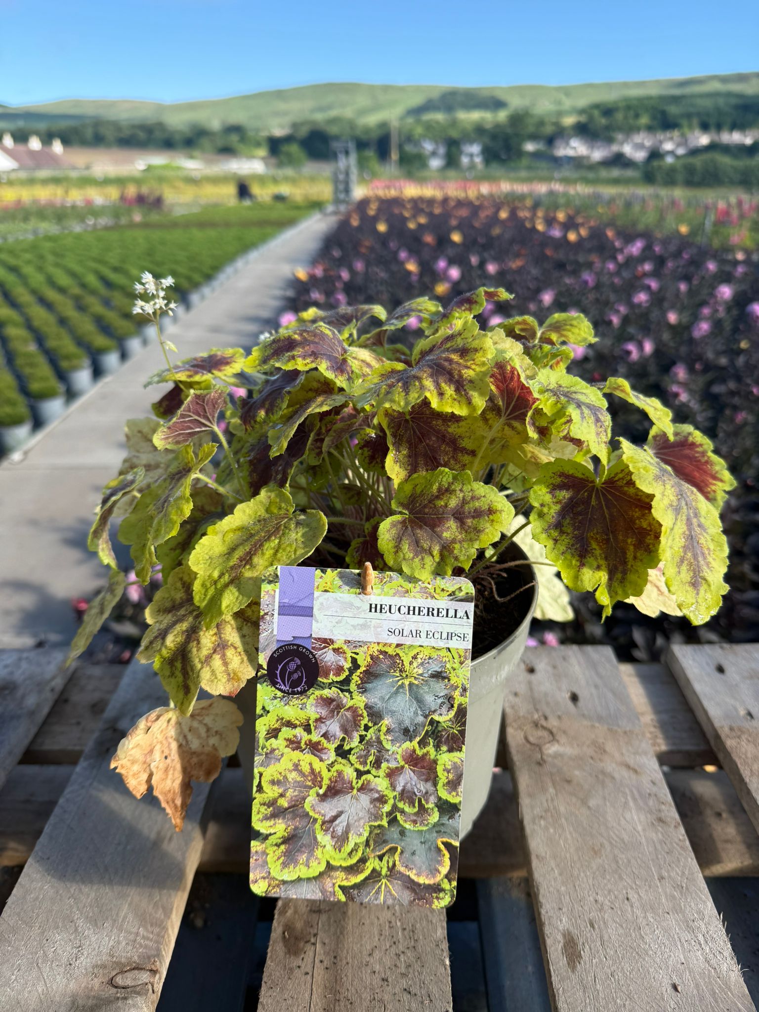 Picture of Heucherella Solar Eclipse