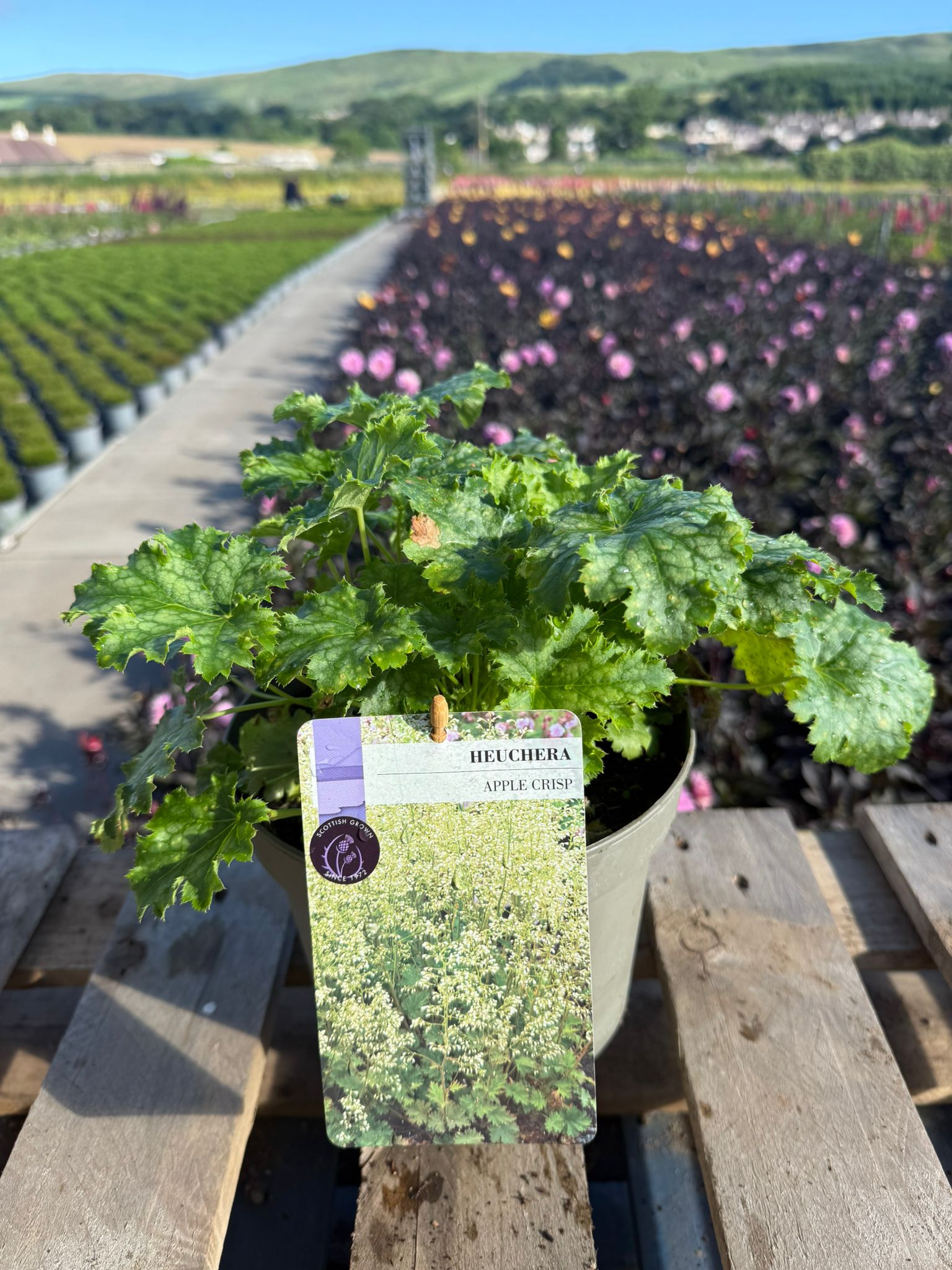 Picture of Heuchera Apple Crisp