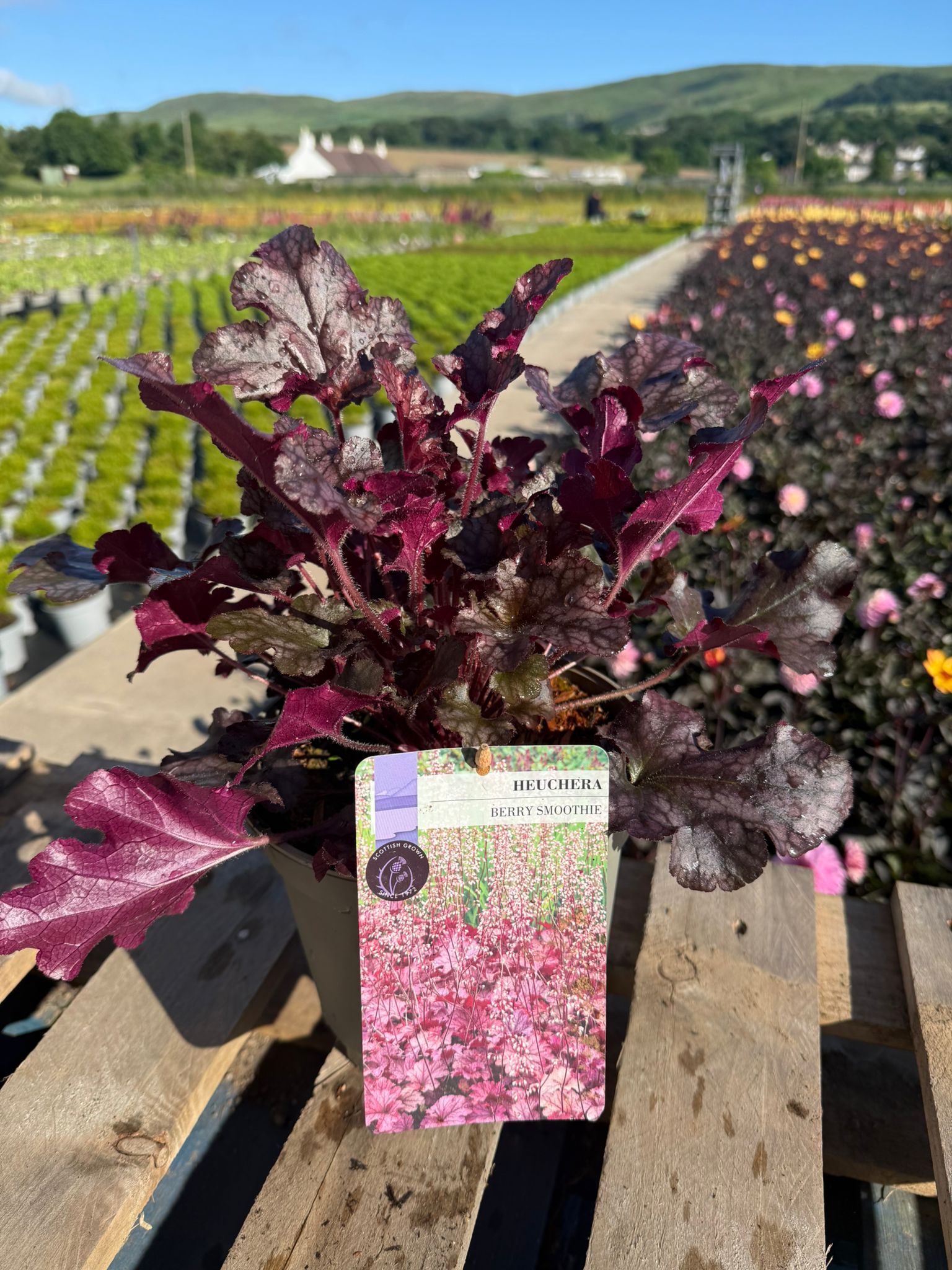 Picture of Heuchera Berry Smoothie