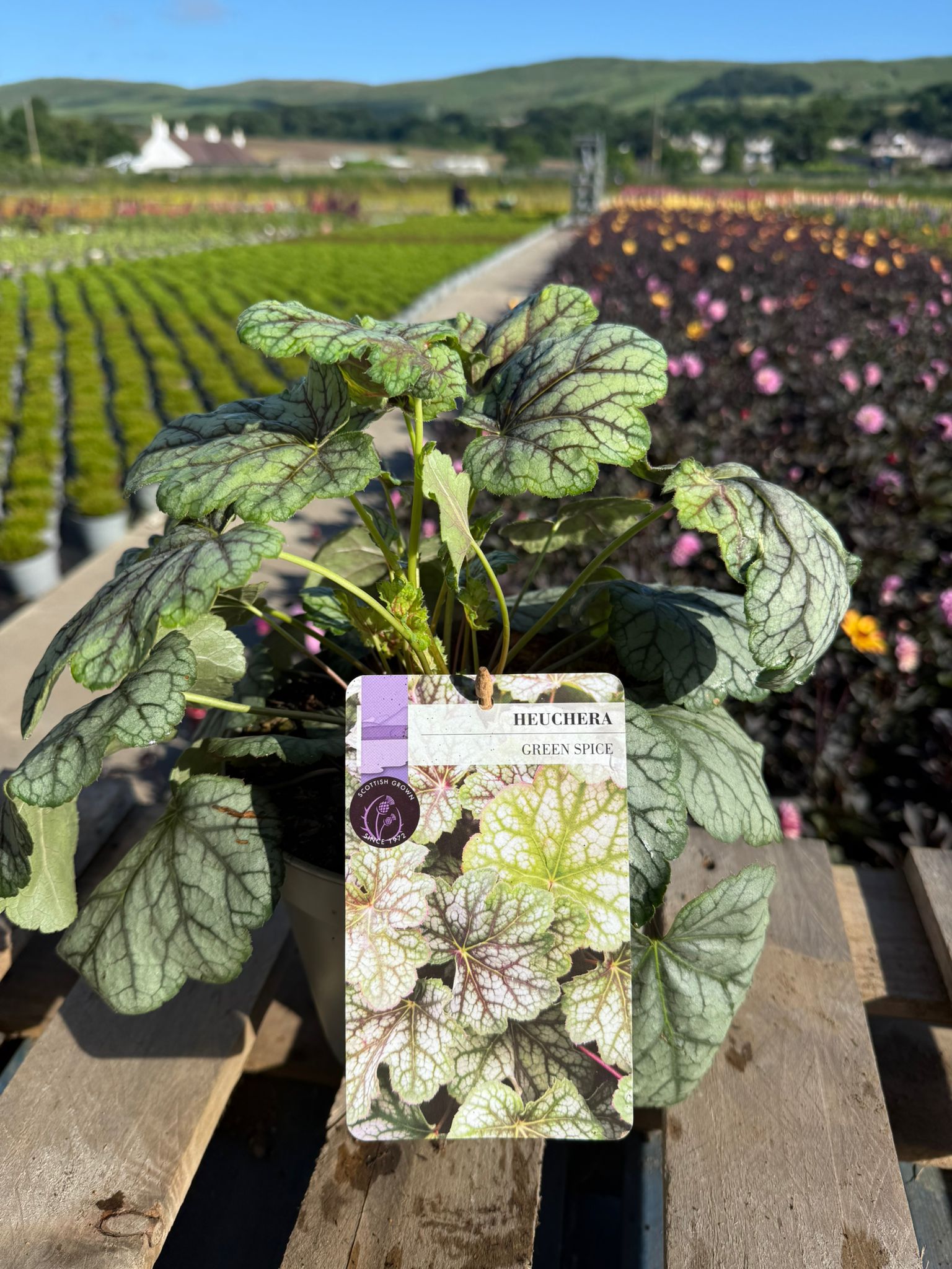 Picture of Heuchera Green Spice