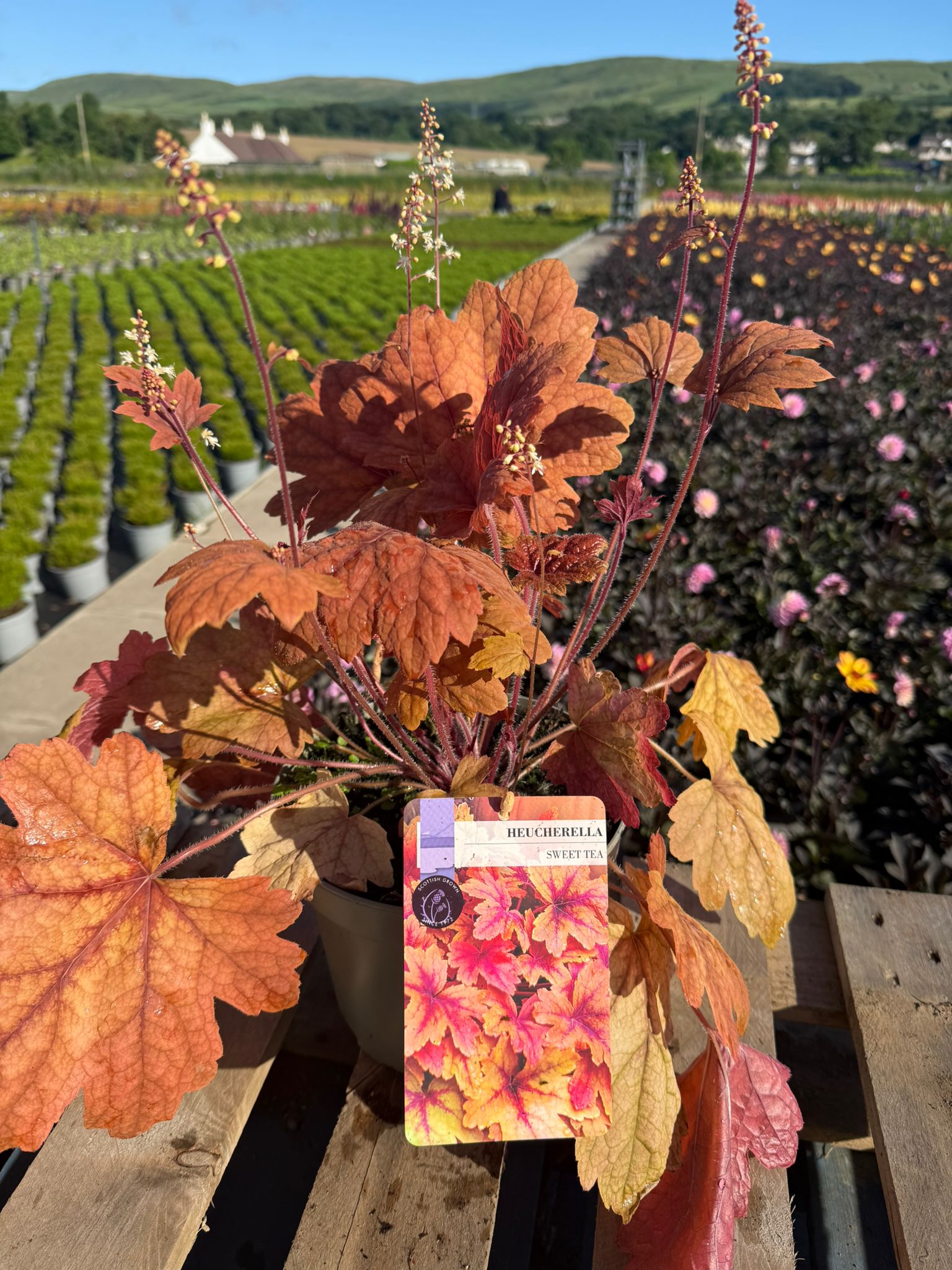 Picture of Heucherella Sweet Tea