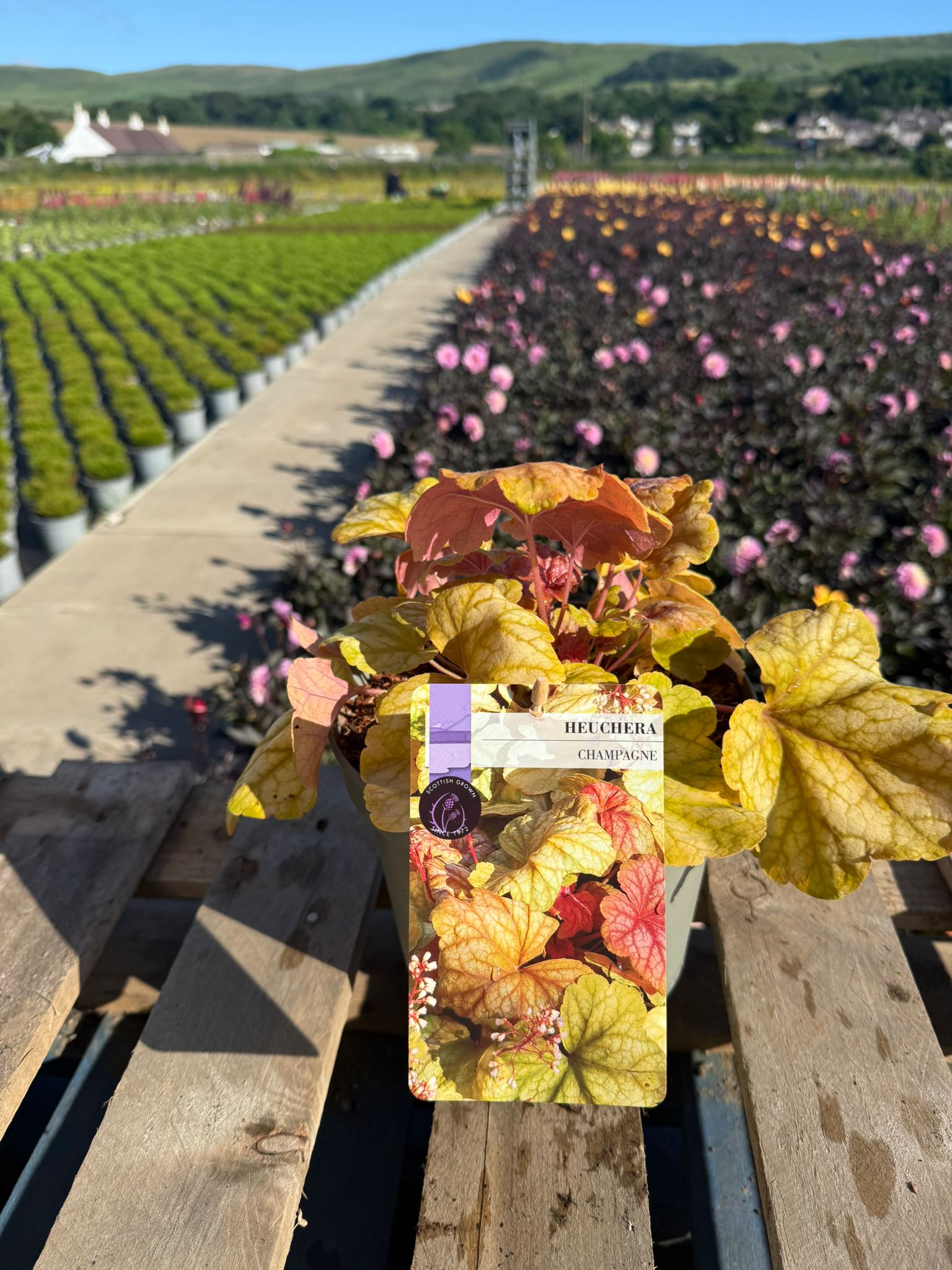Picture of Heucherella Champagne