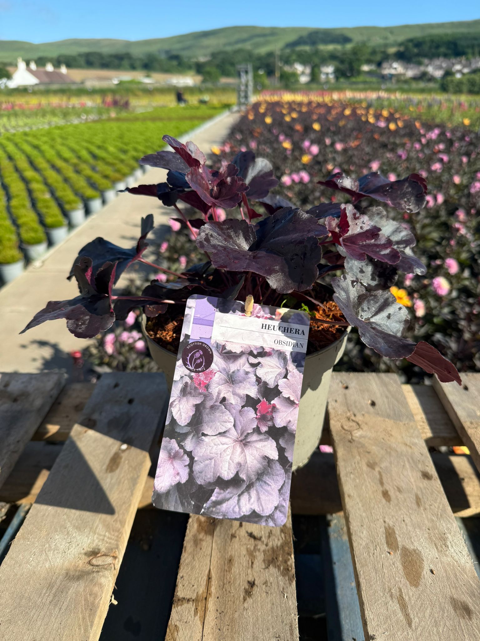 Picture of Heuchera Obsidian