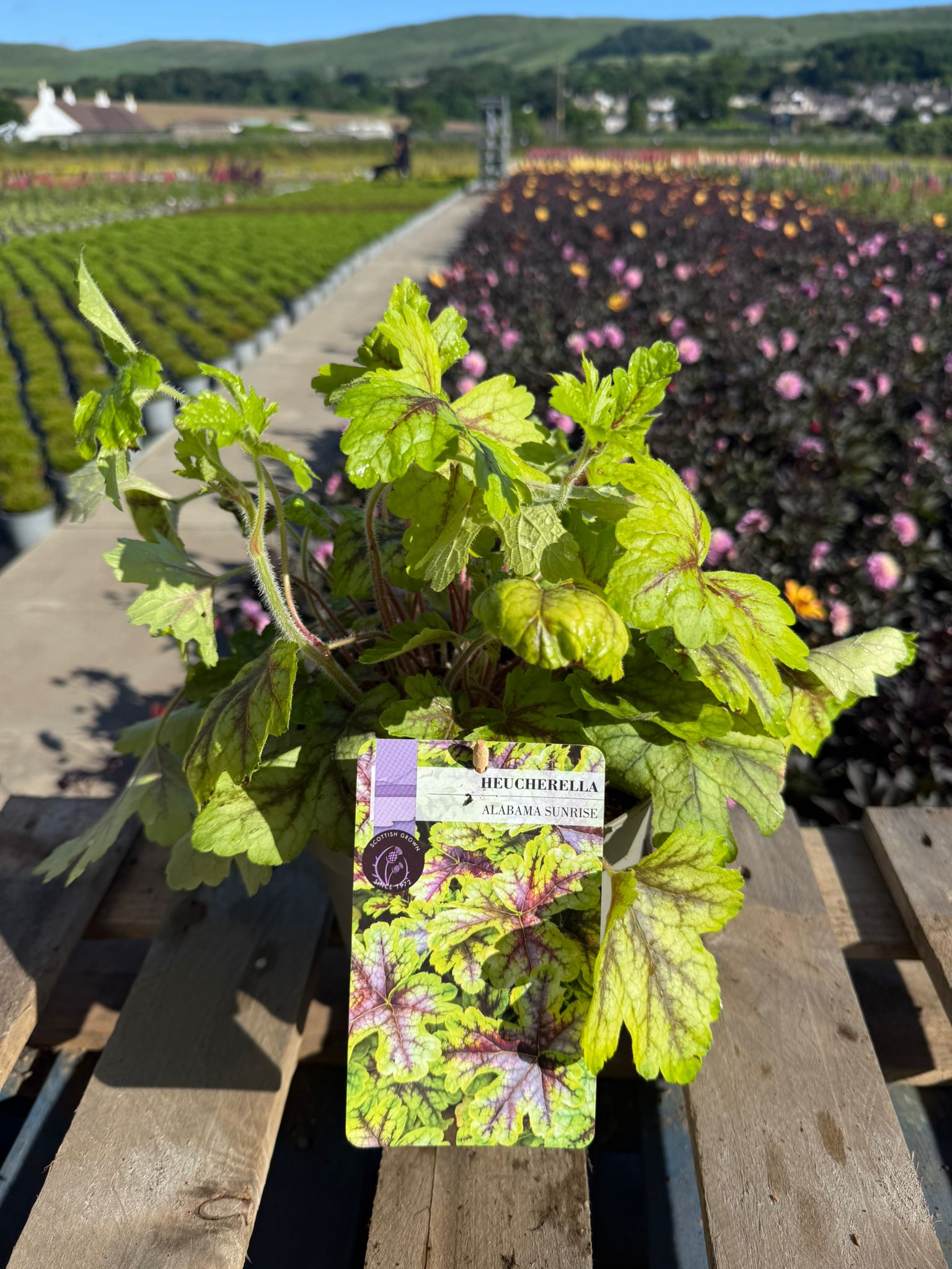 Picture of Heucherella Alabama Sunrise