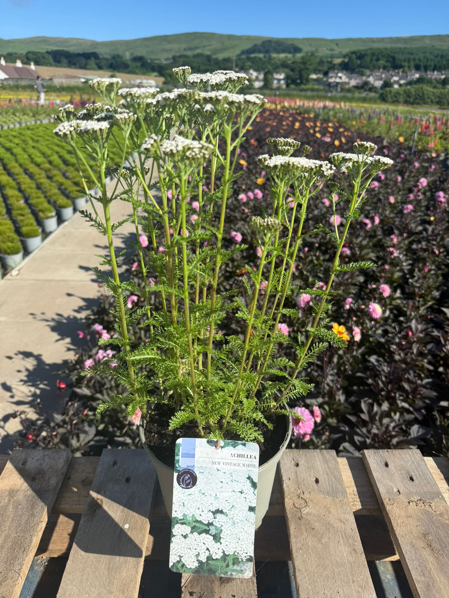 Picture of Achillea New Vintage White
