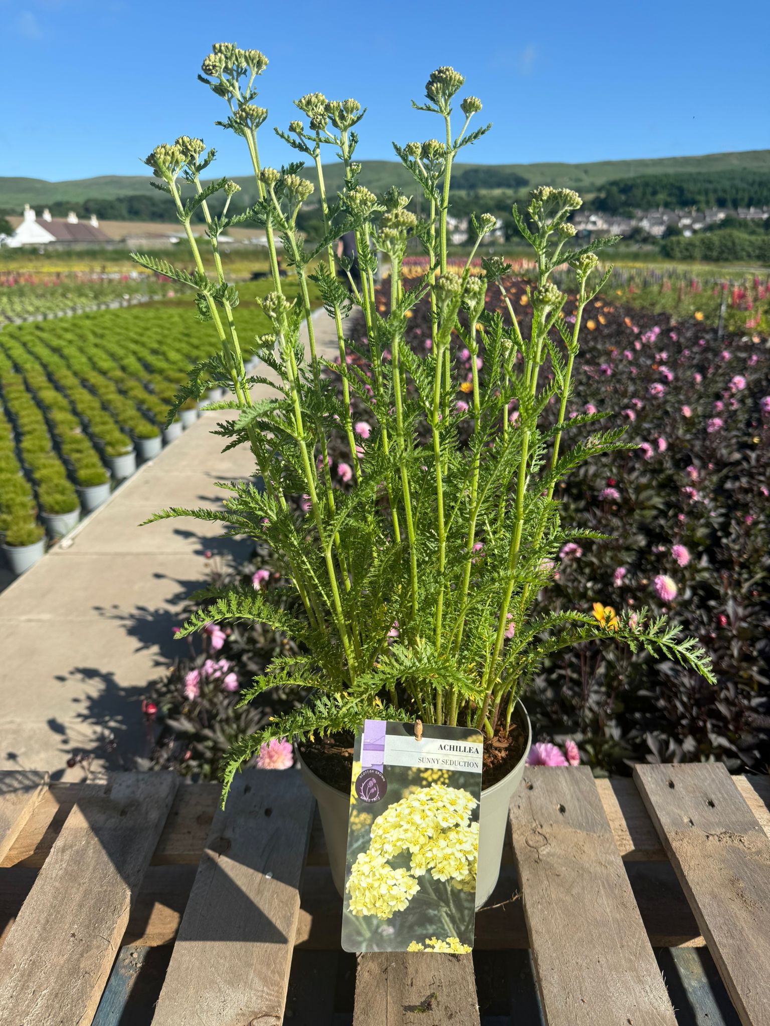 Picture of Achillea Sunny Seduction
