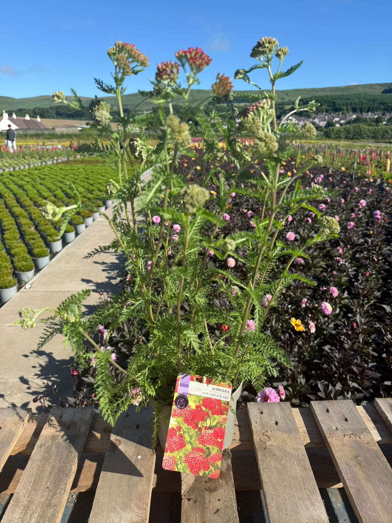 Picture of Achillea New Vintage Red