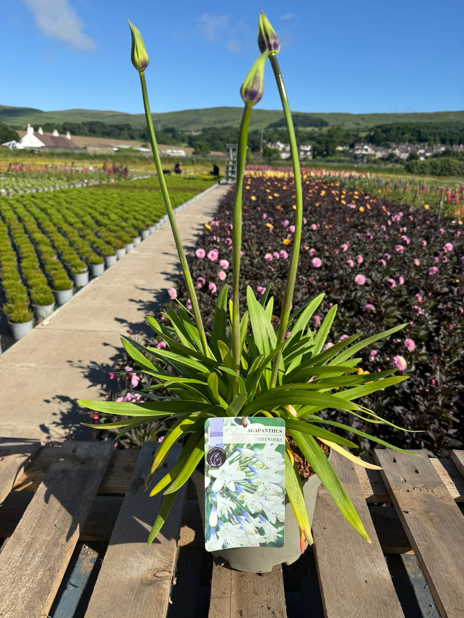 Picture of Agapanthus Fireworks