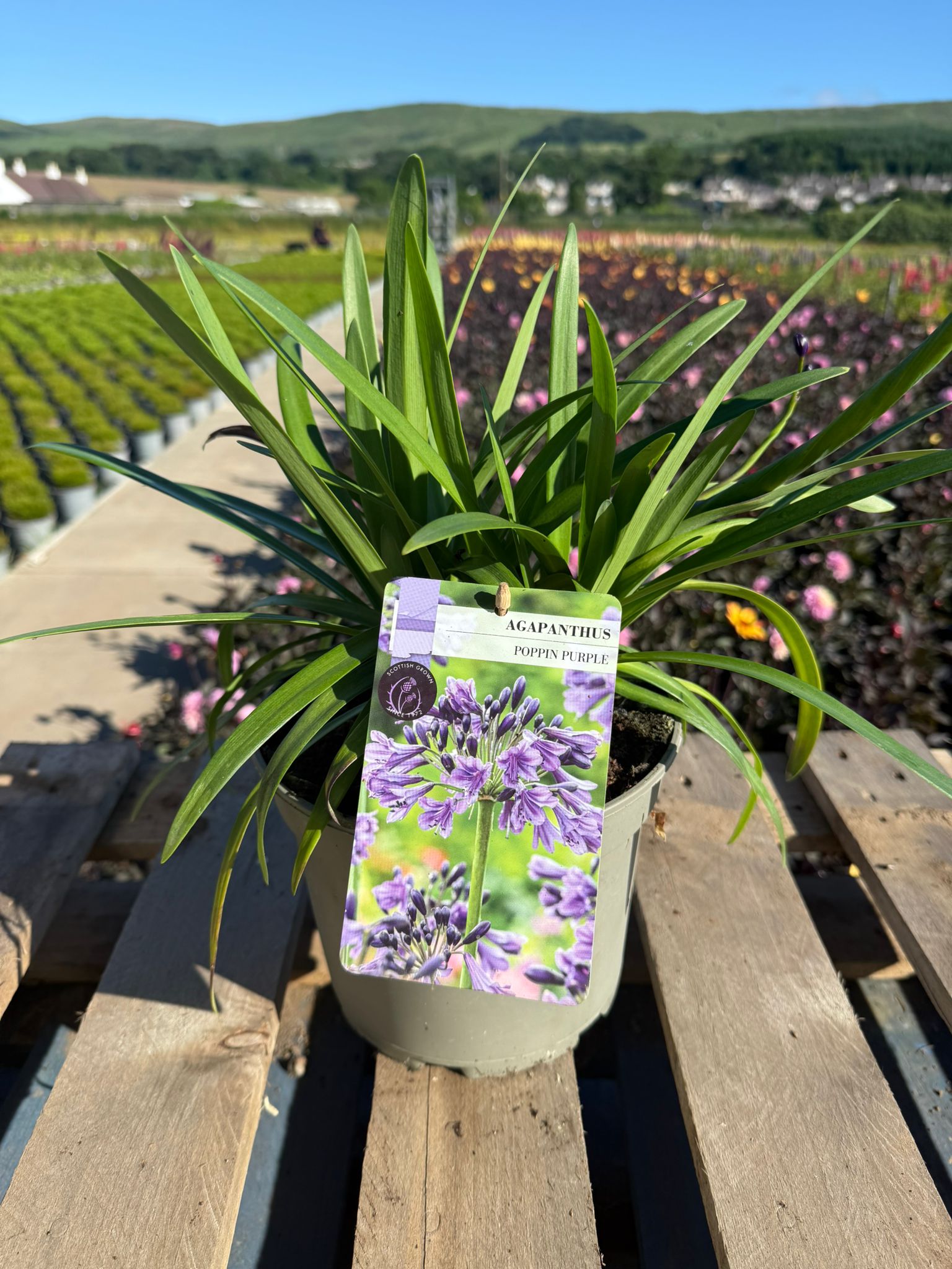 Picture of Agapanthus Poppin Purple