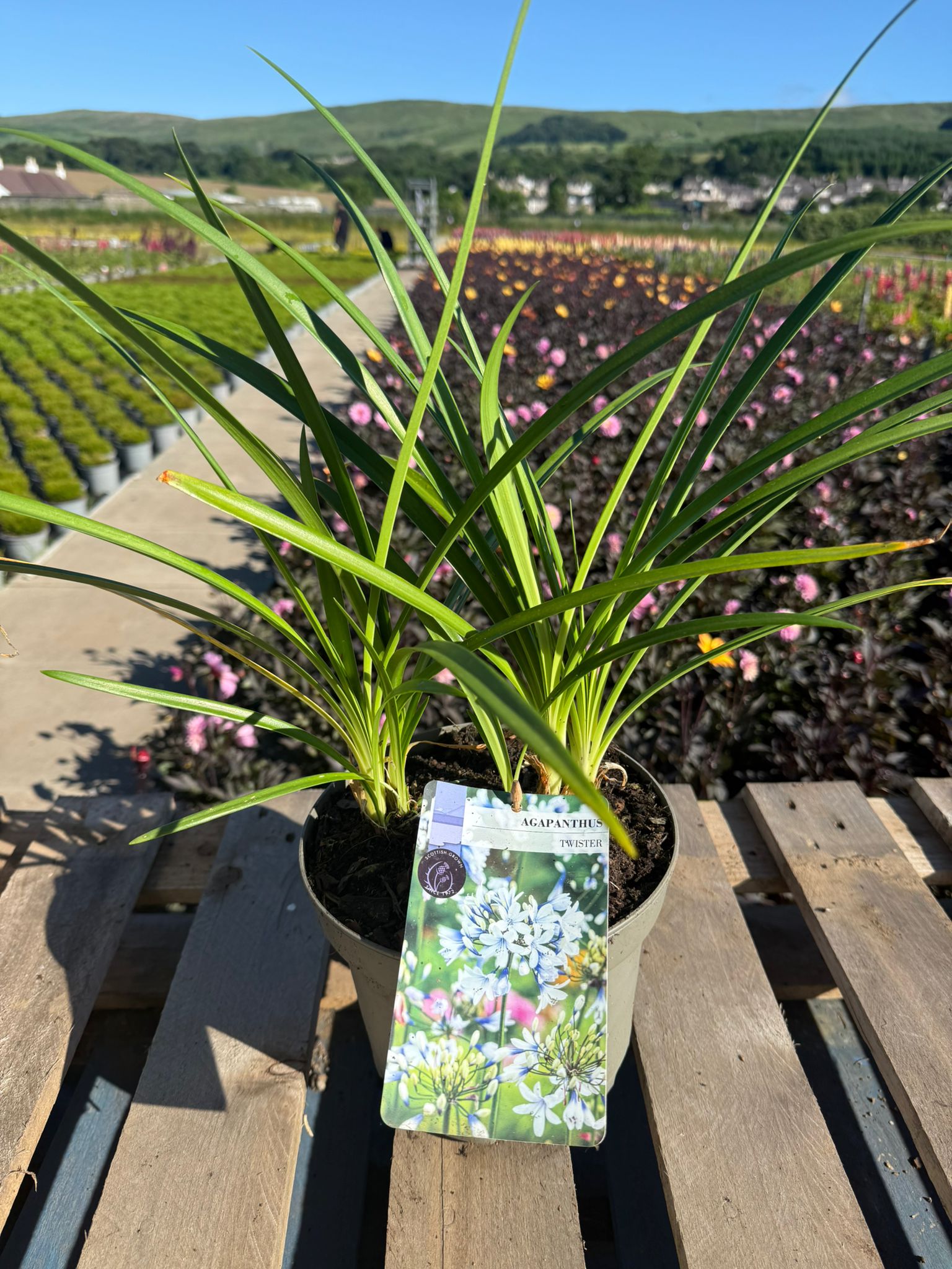 Picture of Agapanthus Twister