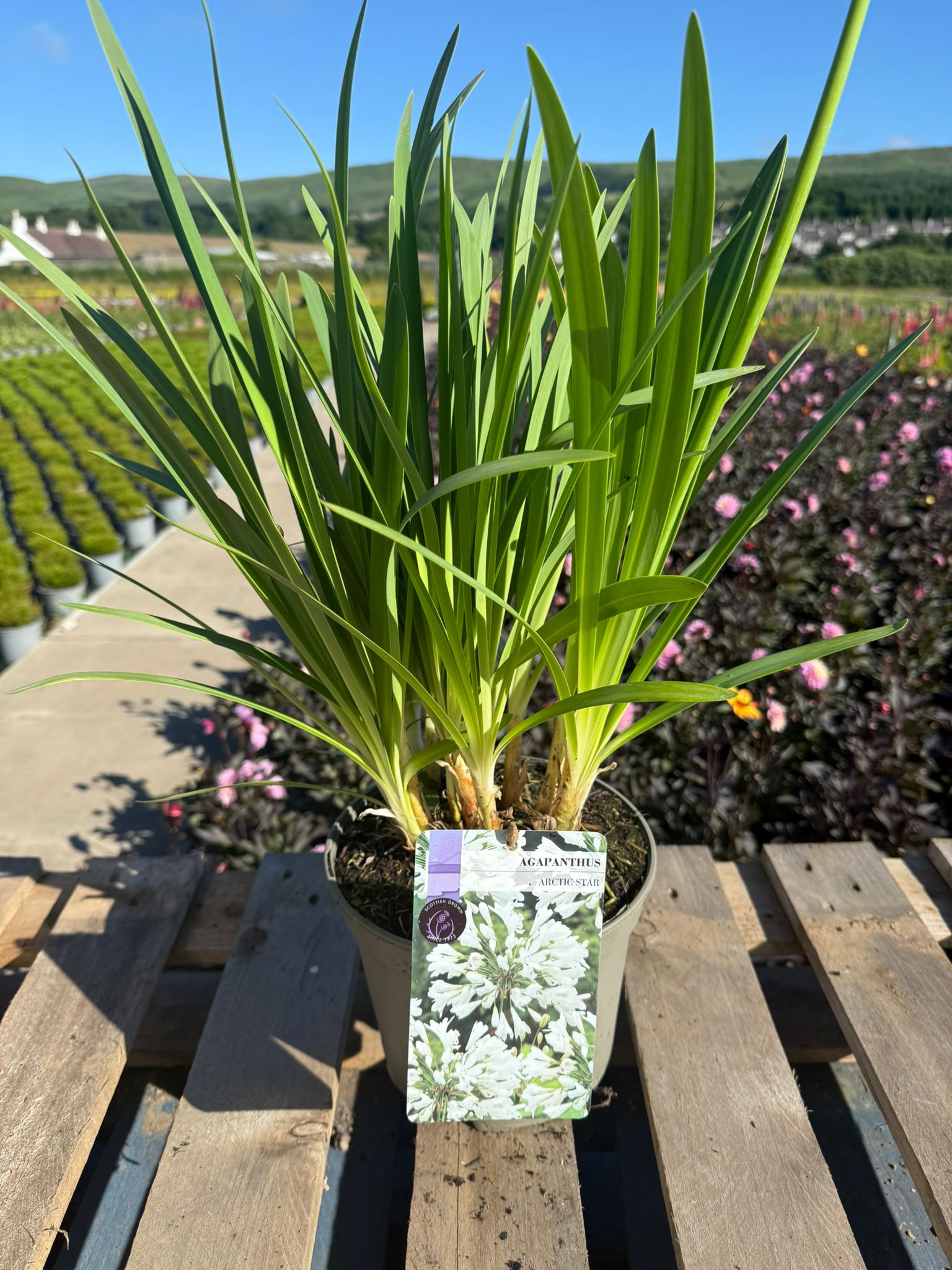 Picture of Agapanthus Arctic Star