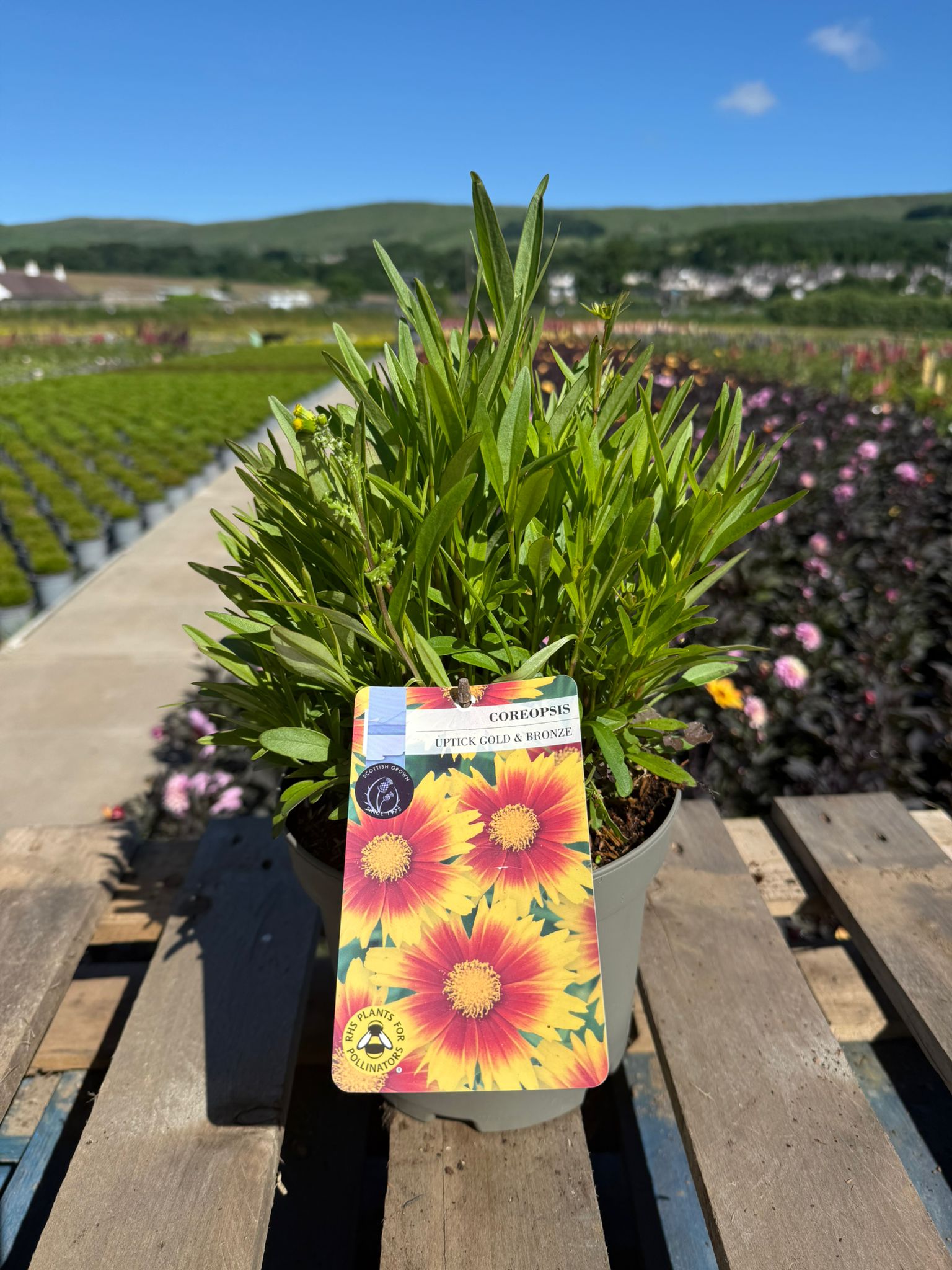 Picture of Coreopsis UpTick Gold and Bronze