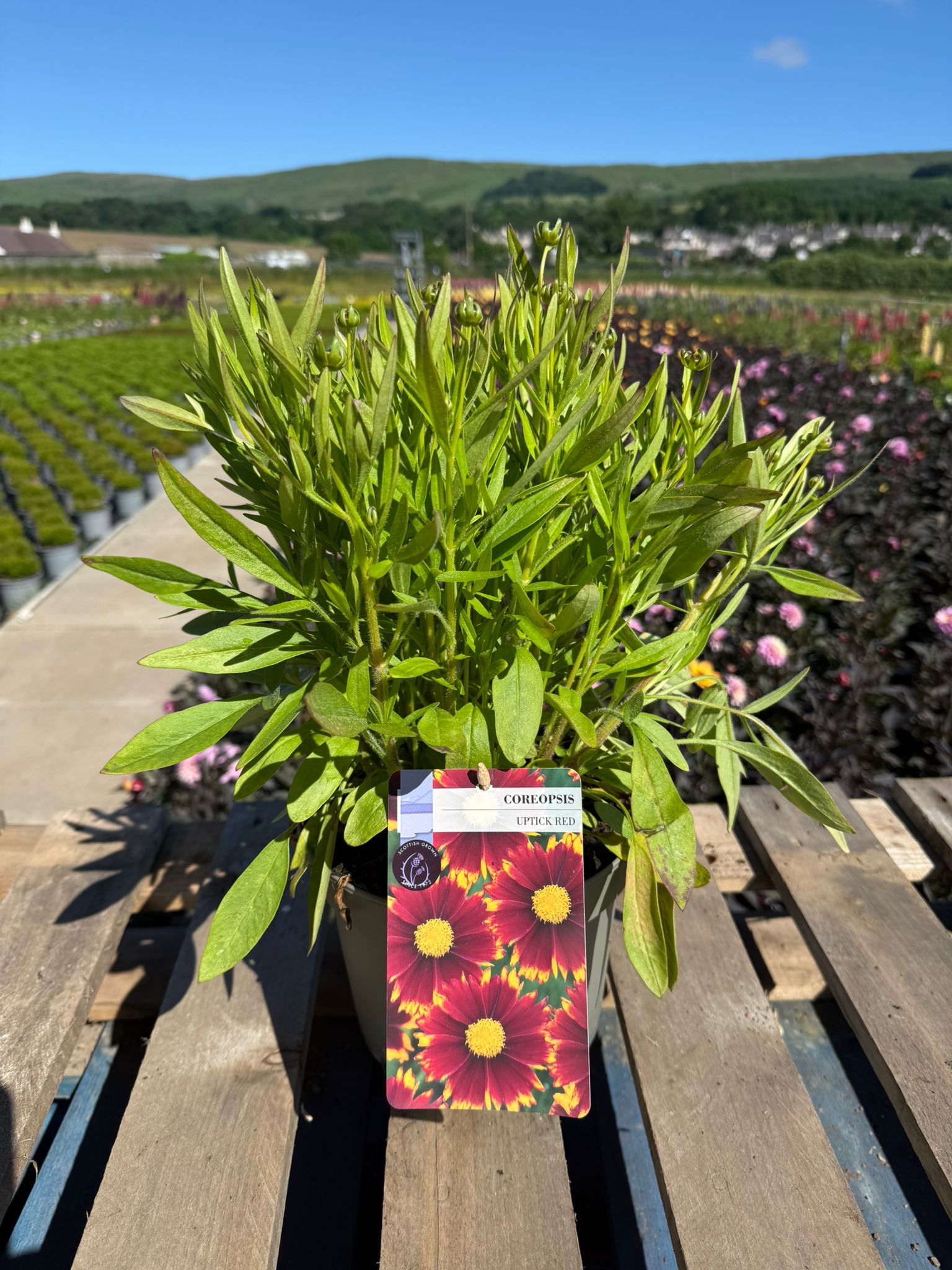 Picture of Coreopsis UpTick Red