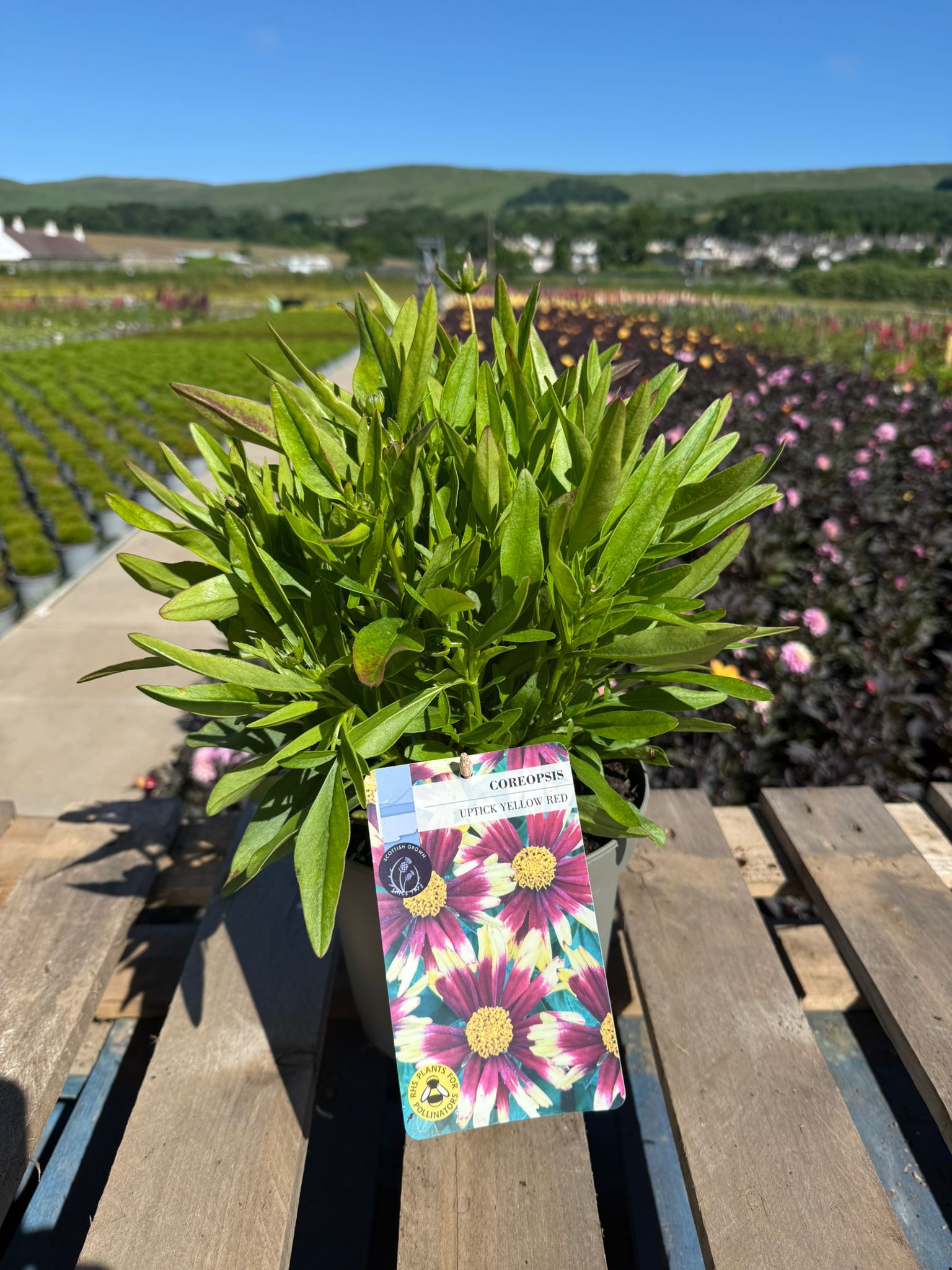 Picture of Coreopsis UpTick Yellow Red
