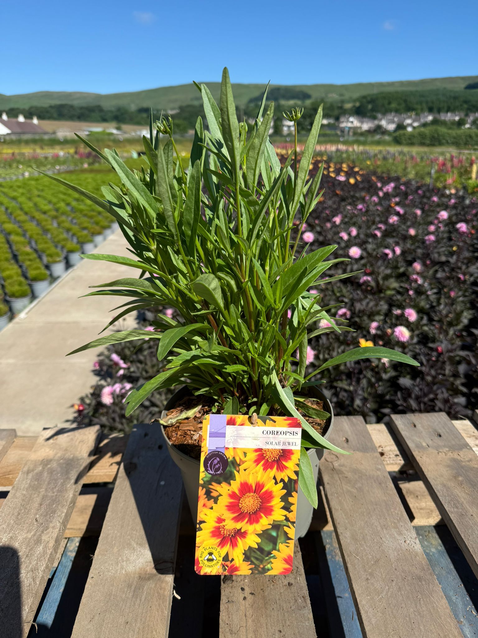 Picture of Coreopsis Solar Jewel