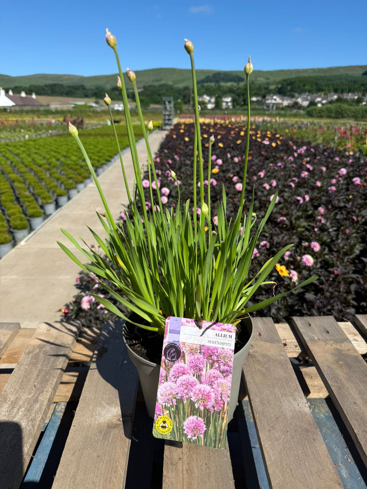 Picture of Allium Serendipity
