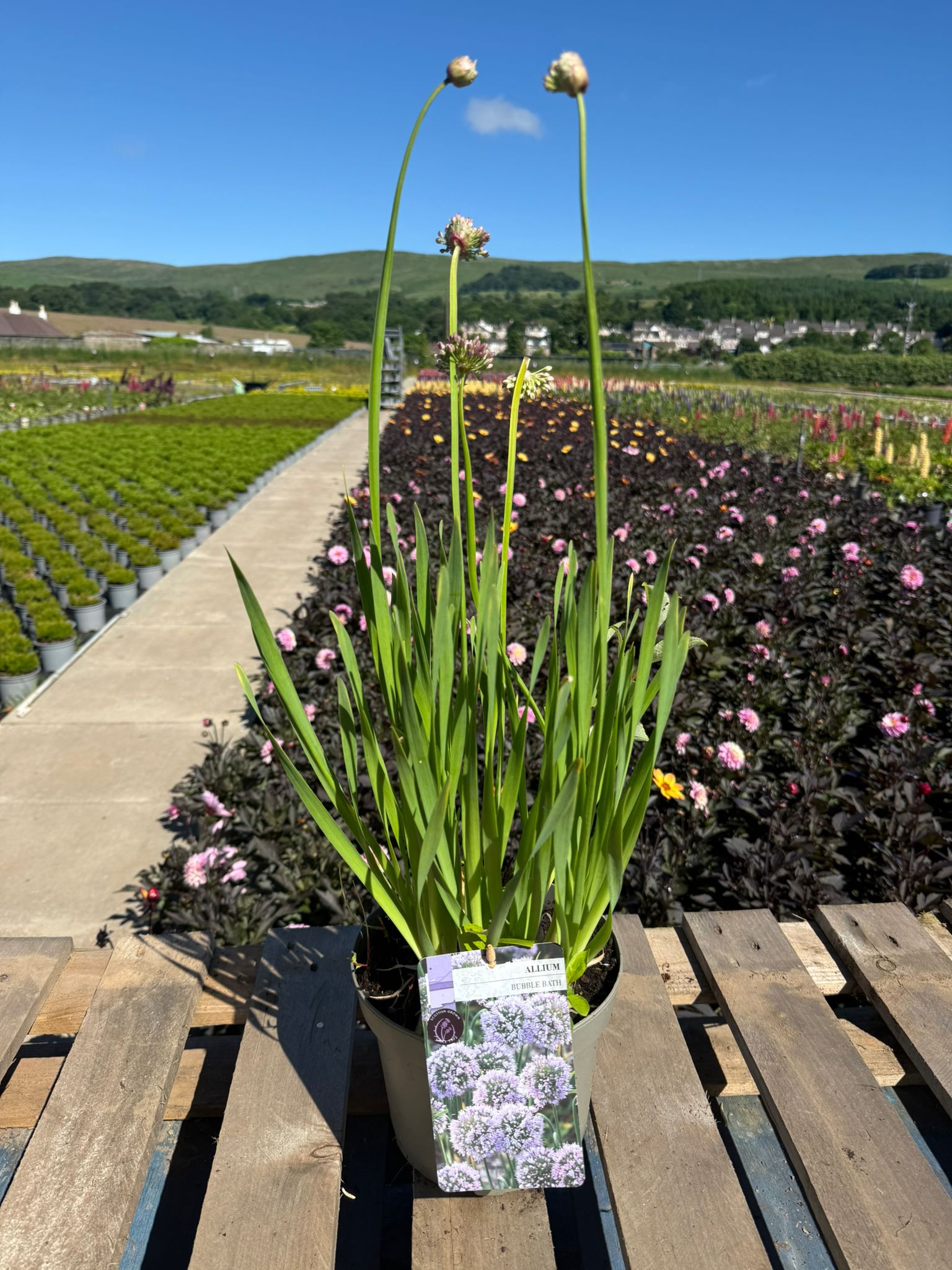 Picture of Allium Bubble Bath