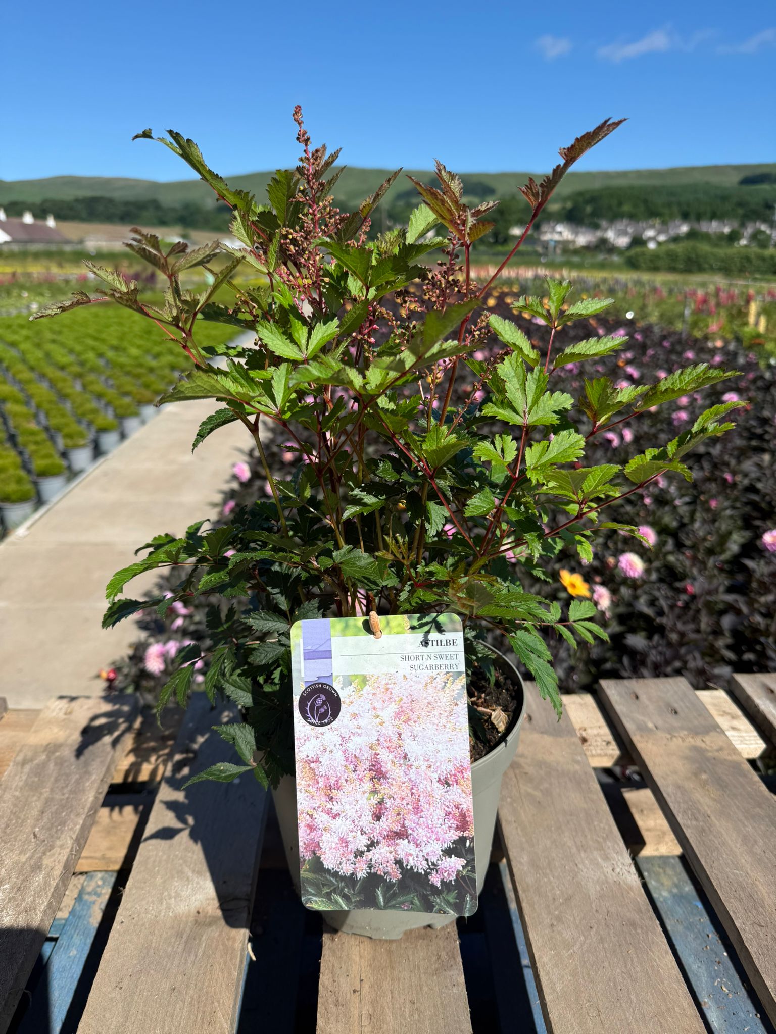 Picture of Astilbe Short n Sweet Sugarberry