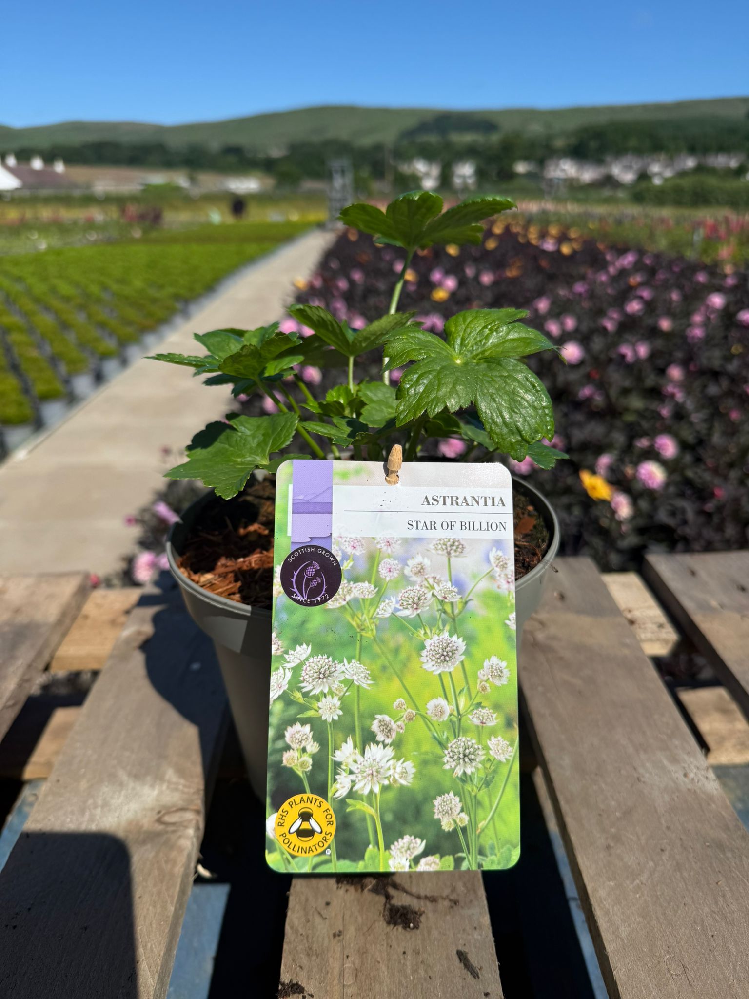 Picture of Astrantia Star of Billion
