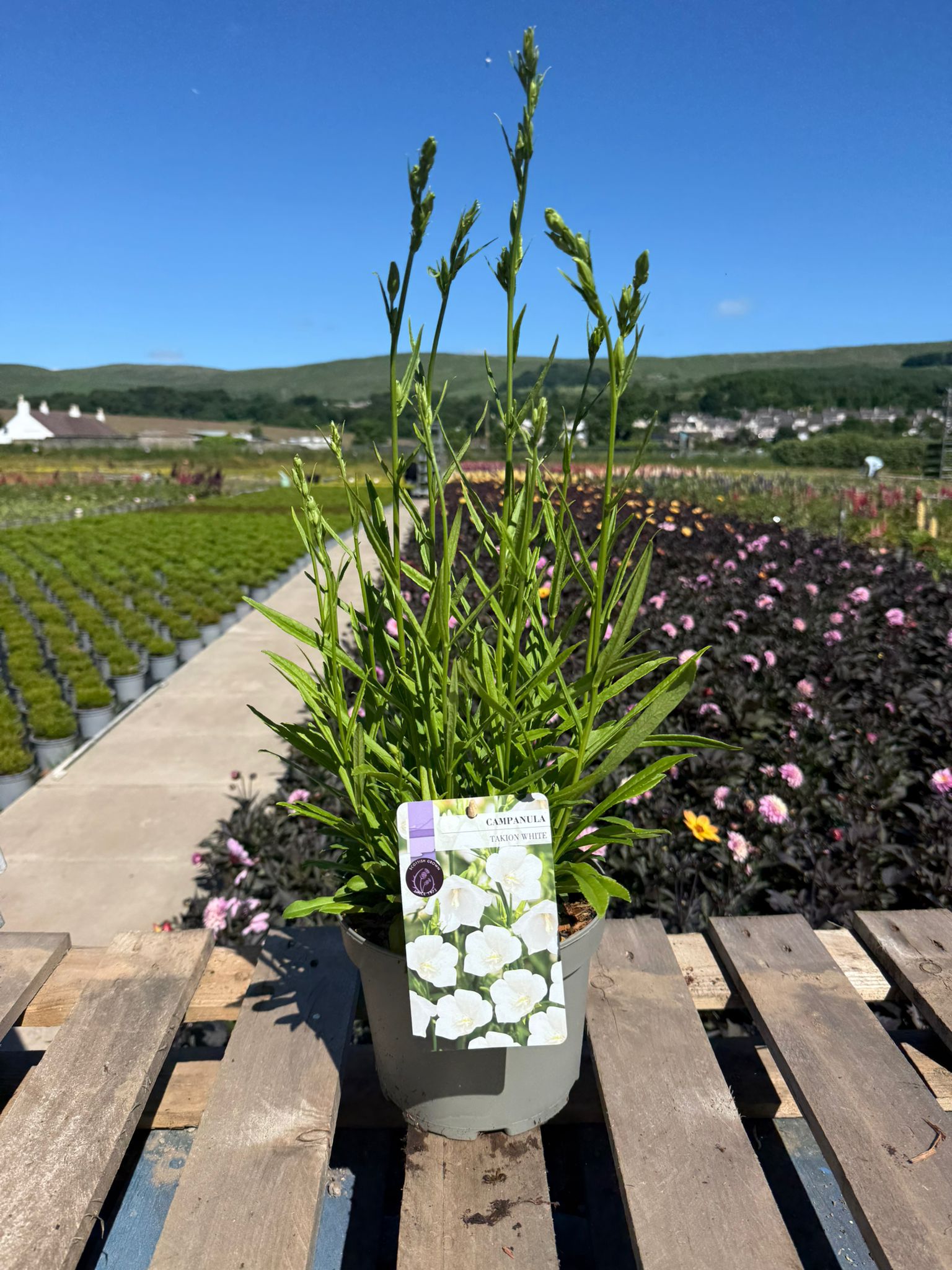 Picture of Campanula Takion White