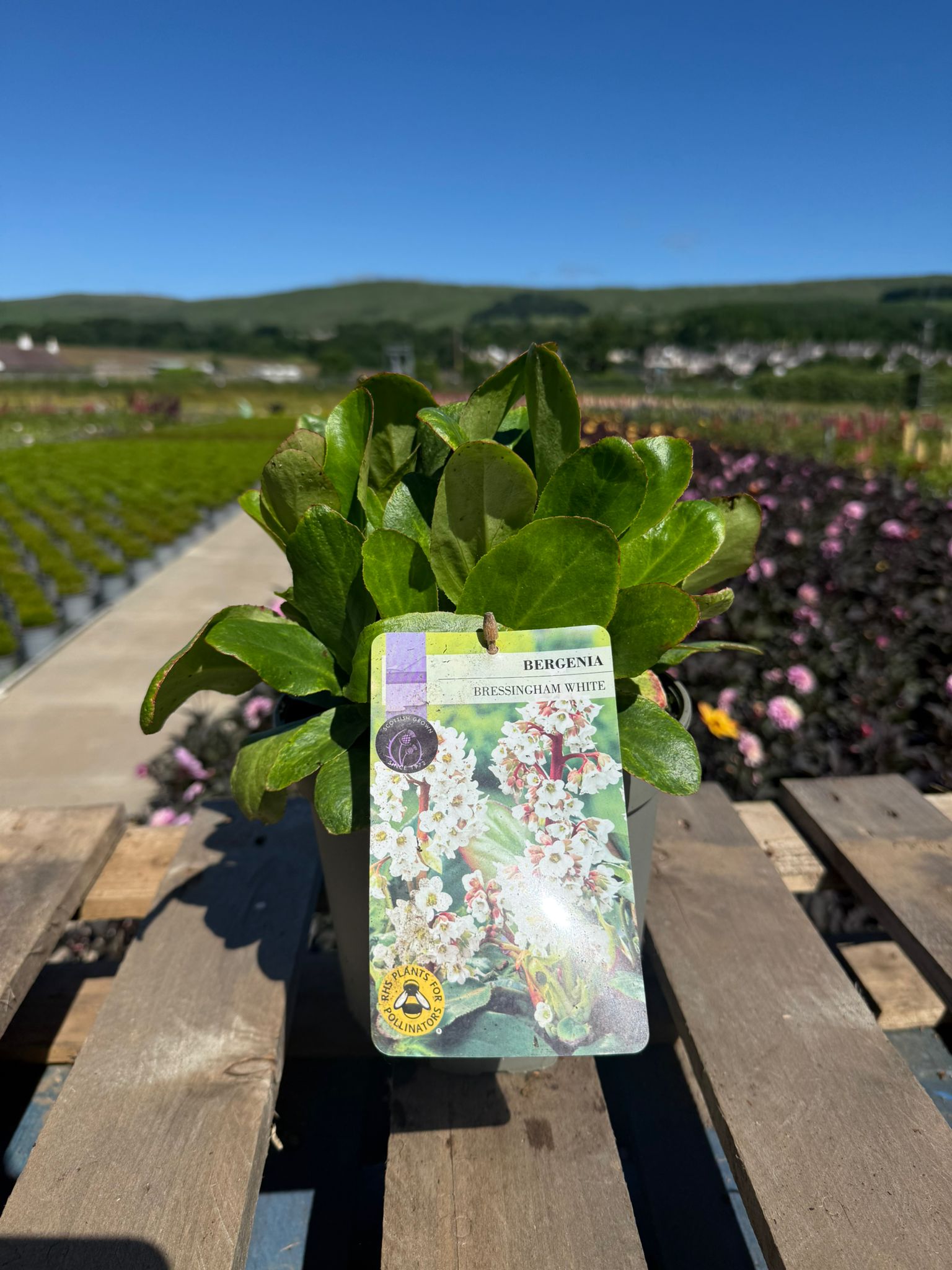Picture of Bergenia Bressingham White