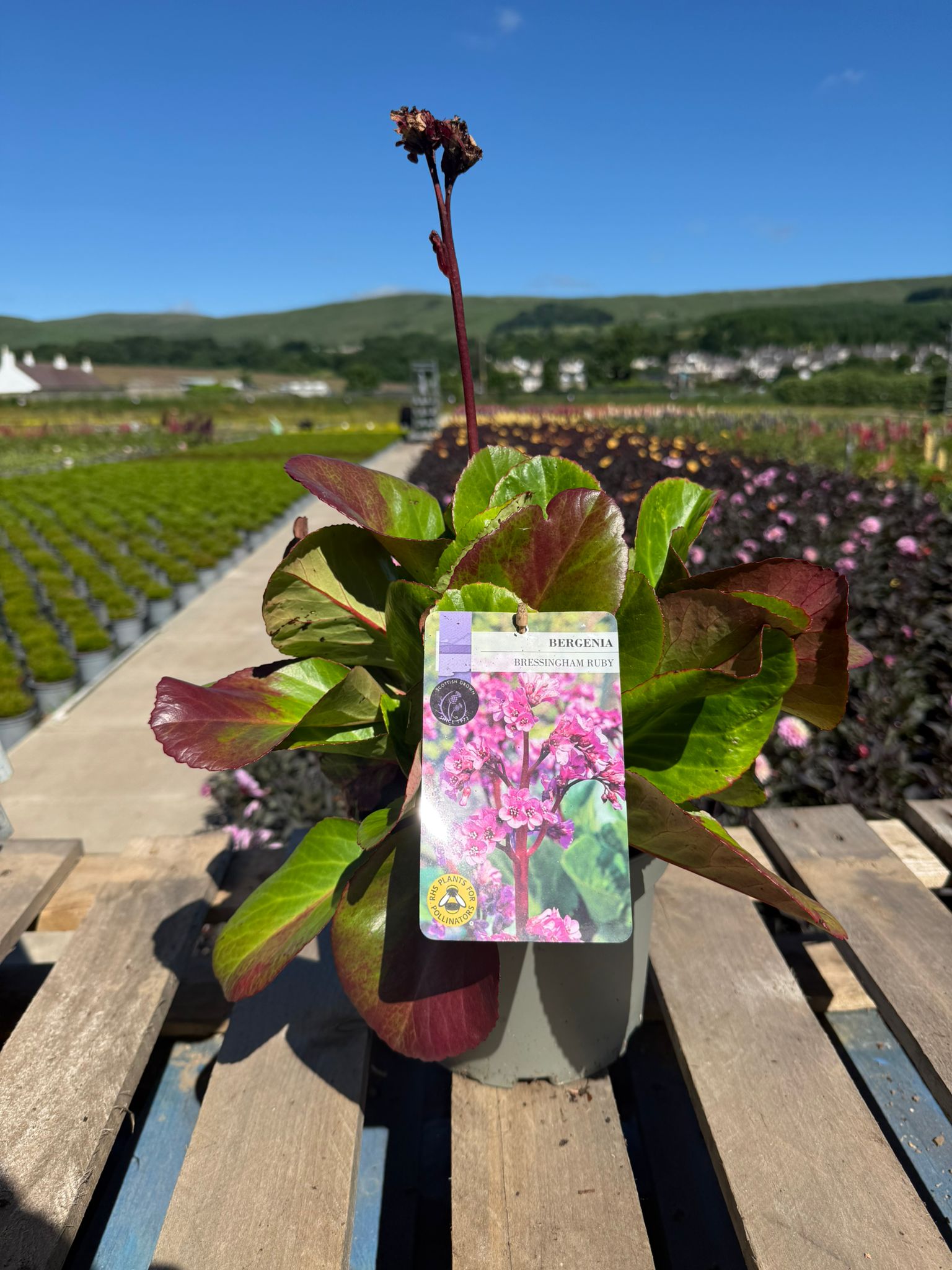 Picture of Bergenia Bressingham Ruby