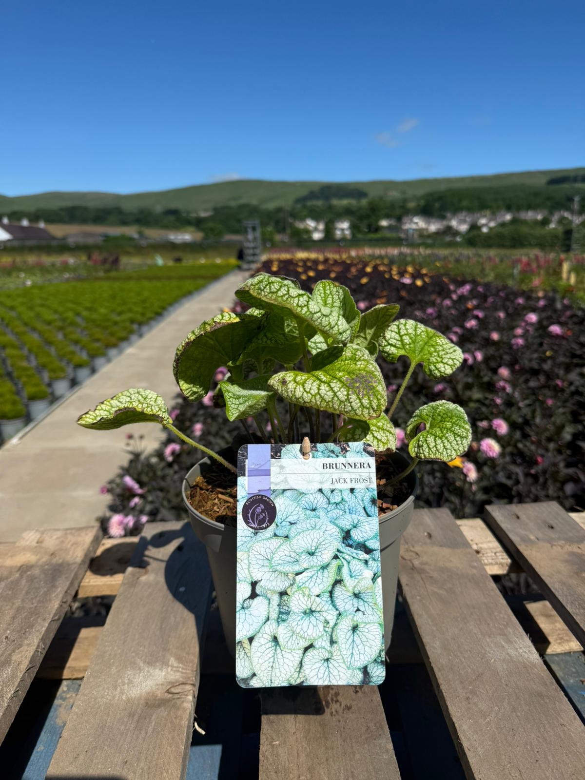 Picture of Brunnera Jack Frost