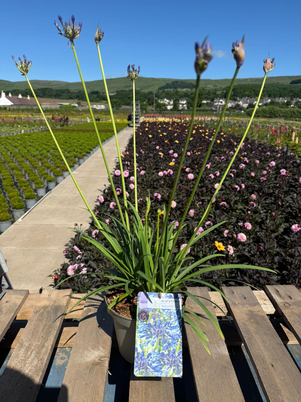 Picture of Agapanthus Brilliant Blue
